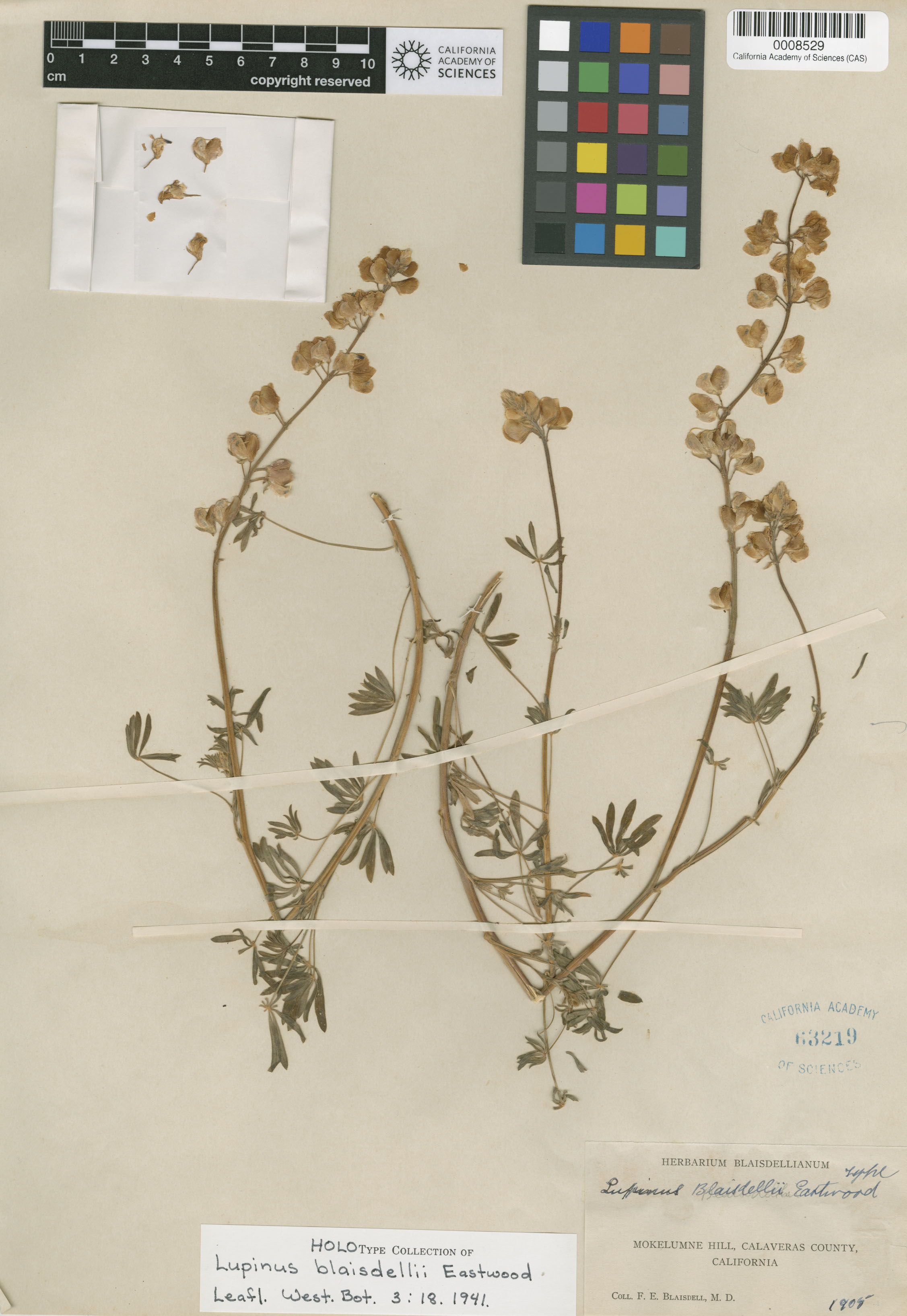 Lupinus blaisdellii image