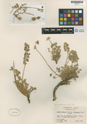 Lupinus breweri var. grandiflorus image