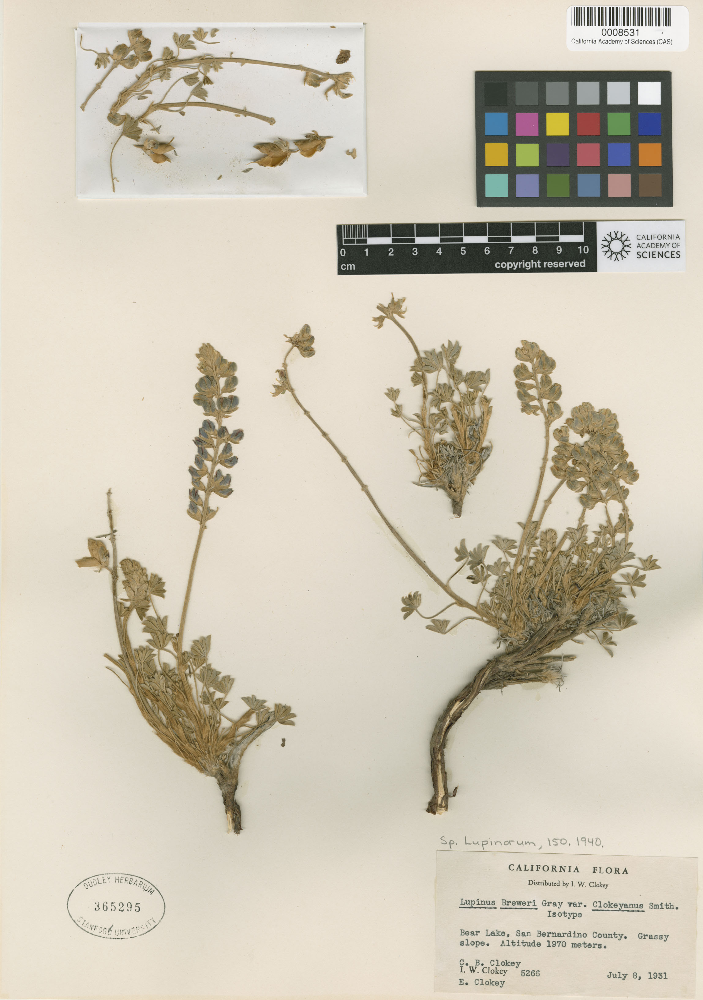 Lupinus breweri var. grandiflorus image