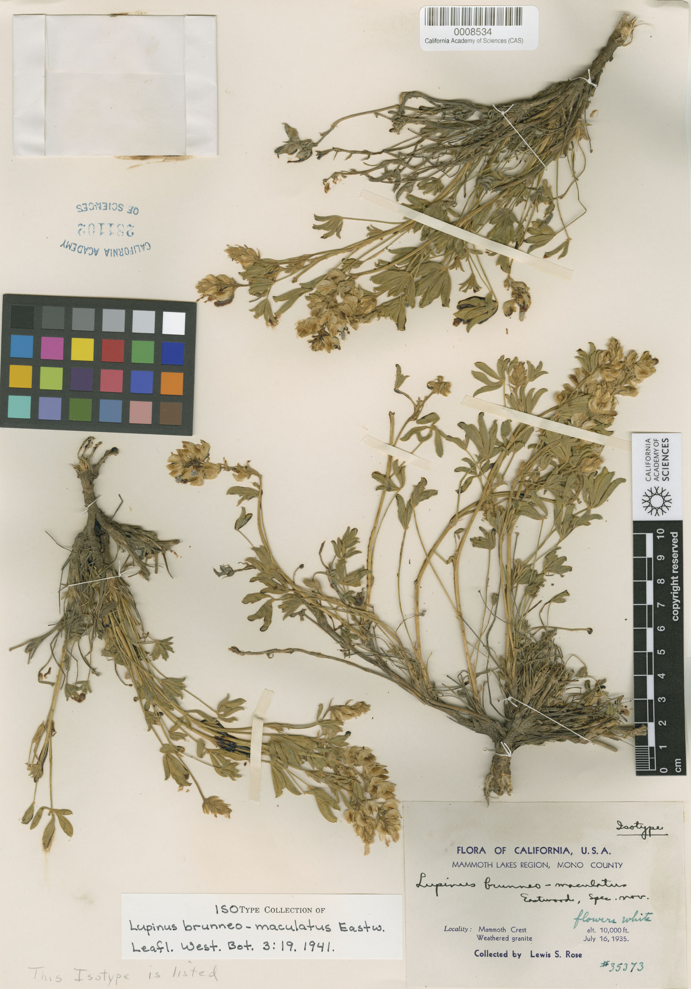 Lupinus brunneo-maculatus image