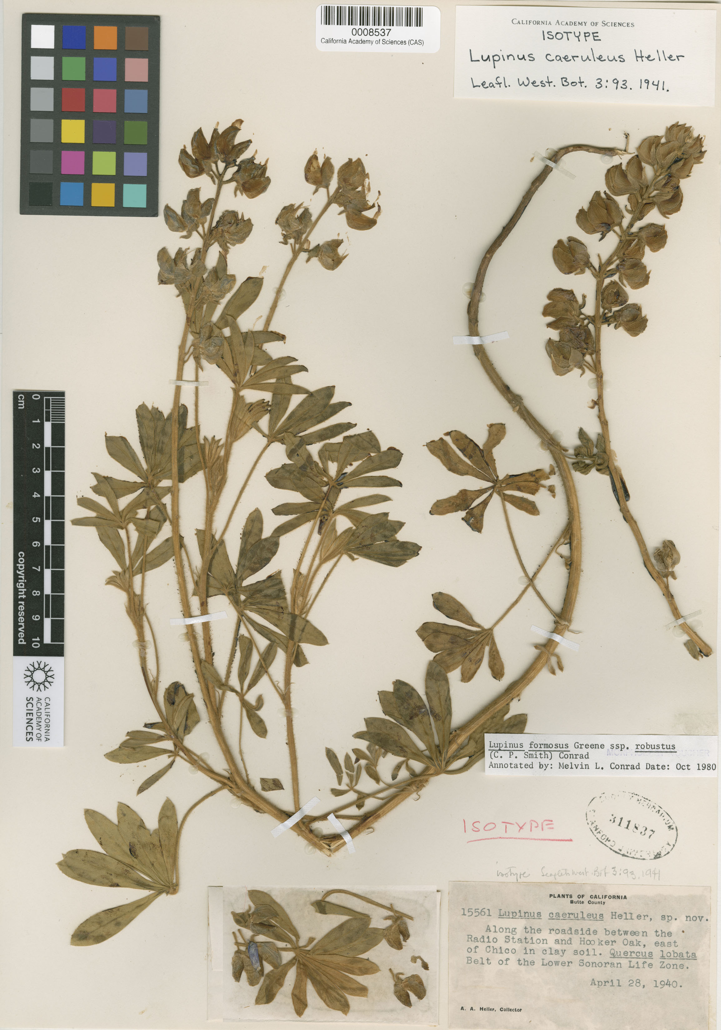 Lupinus caeruleus image