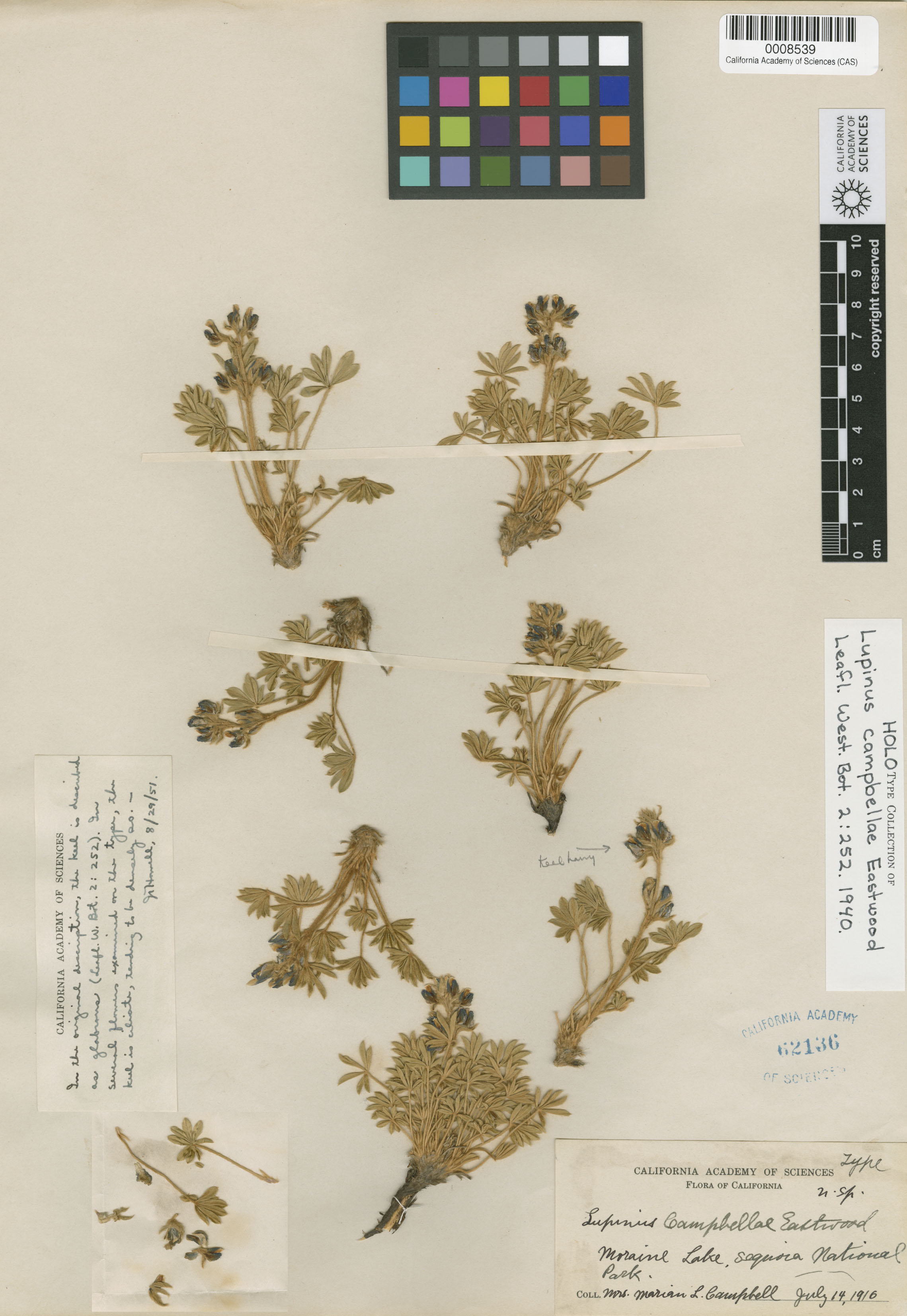 Lupinus campbellae image