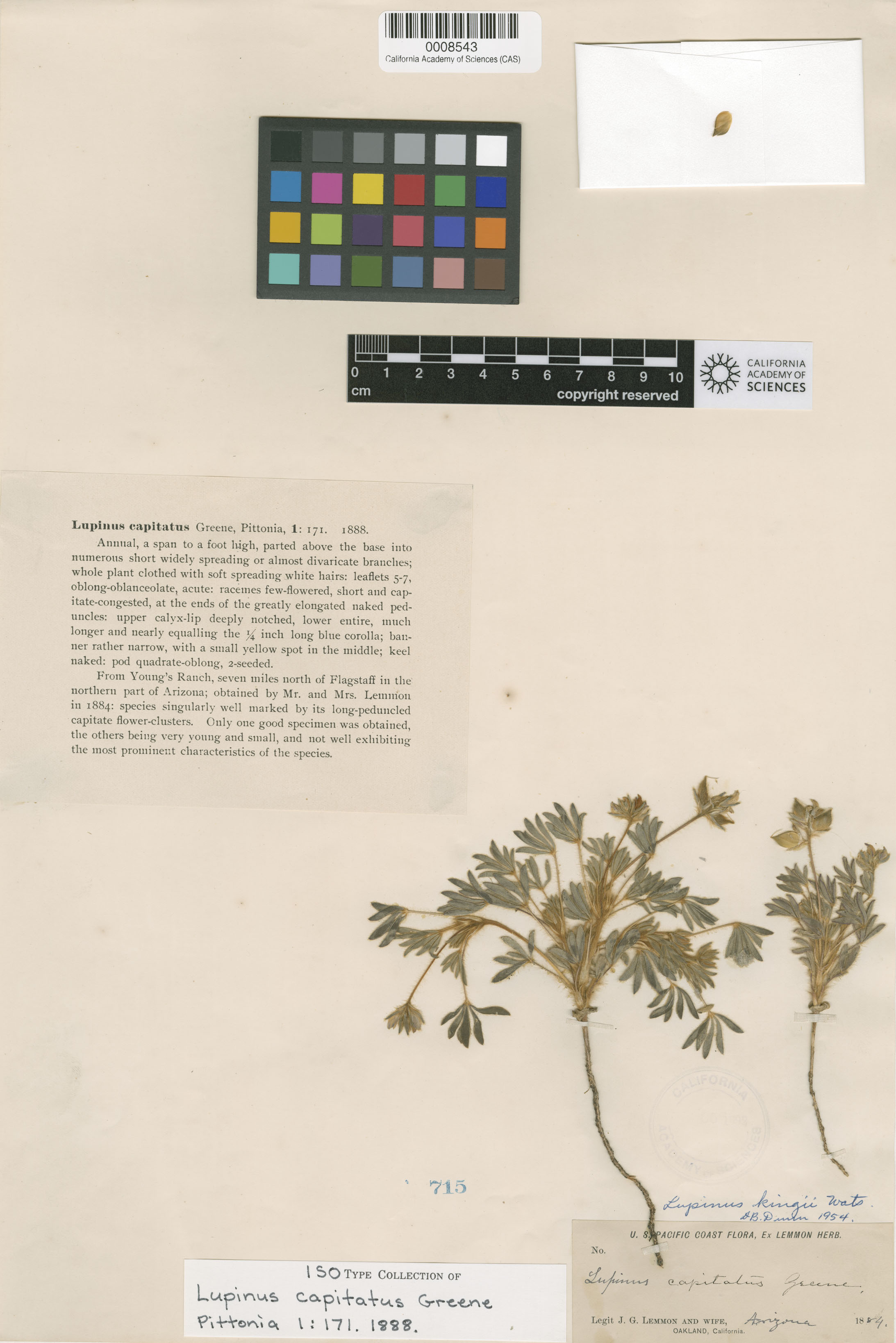 Lupinus capitatus image