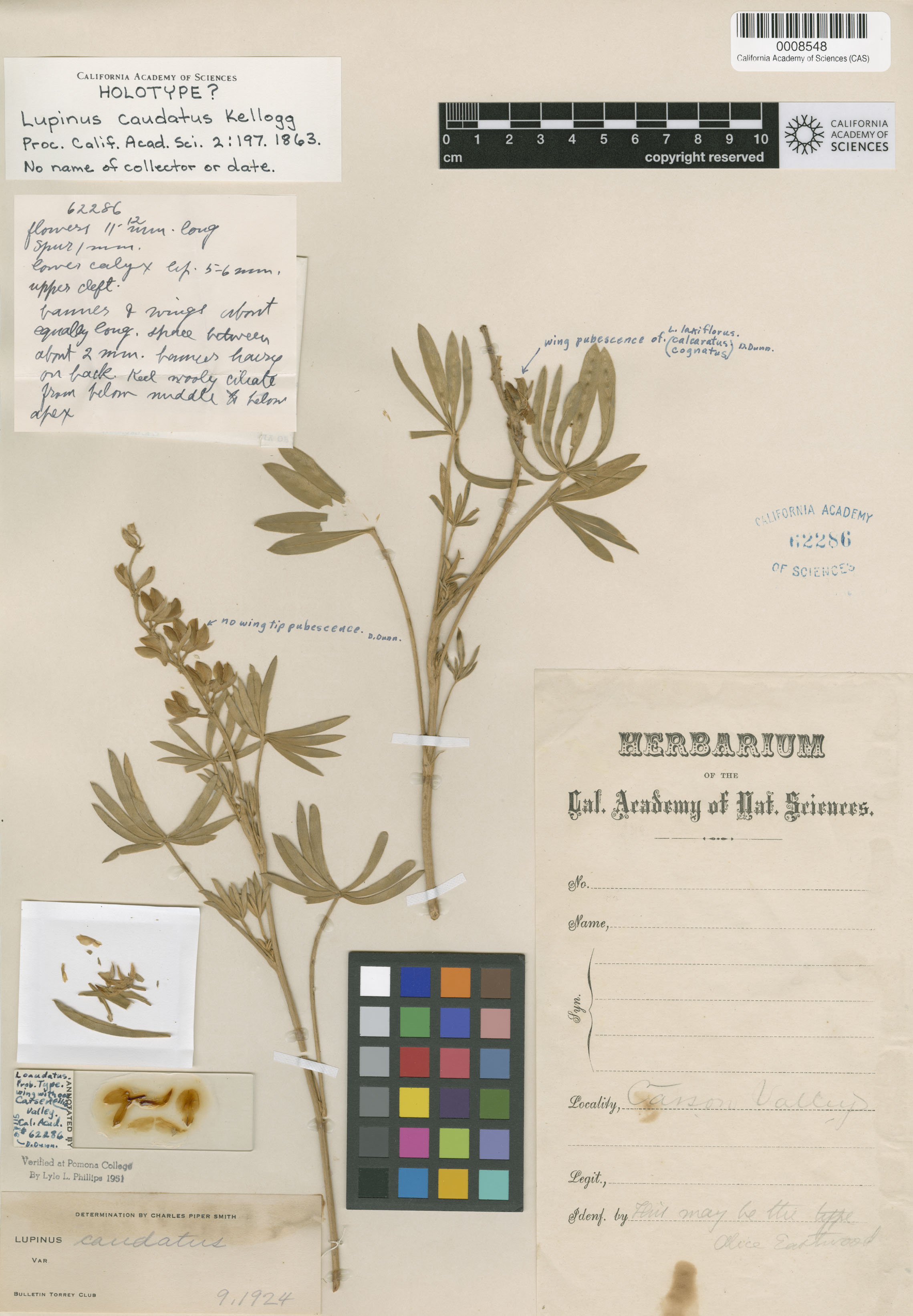 Lupinus caudatus image