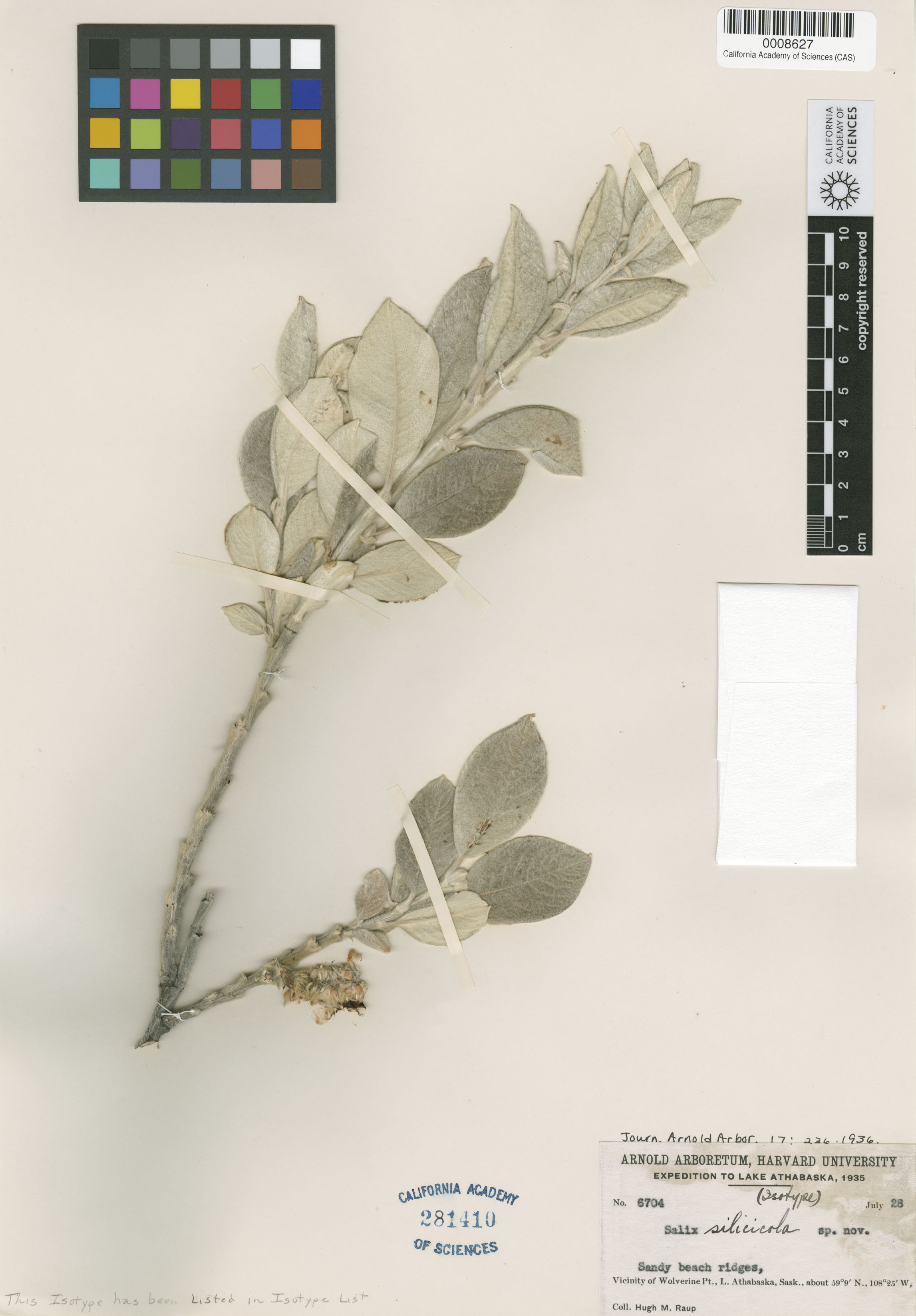 Salix silicicola image