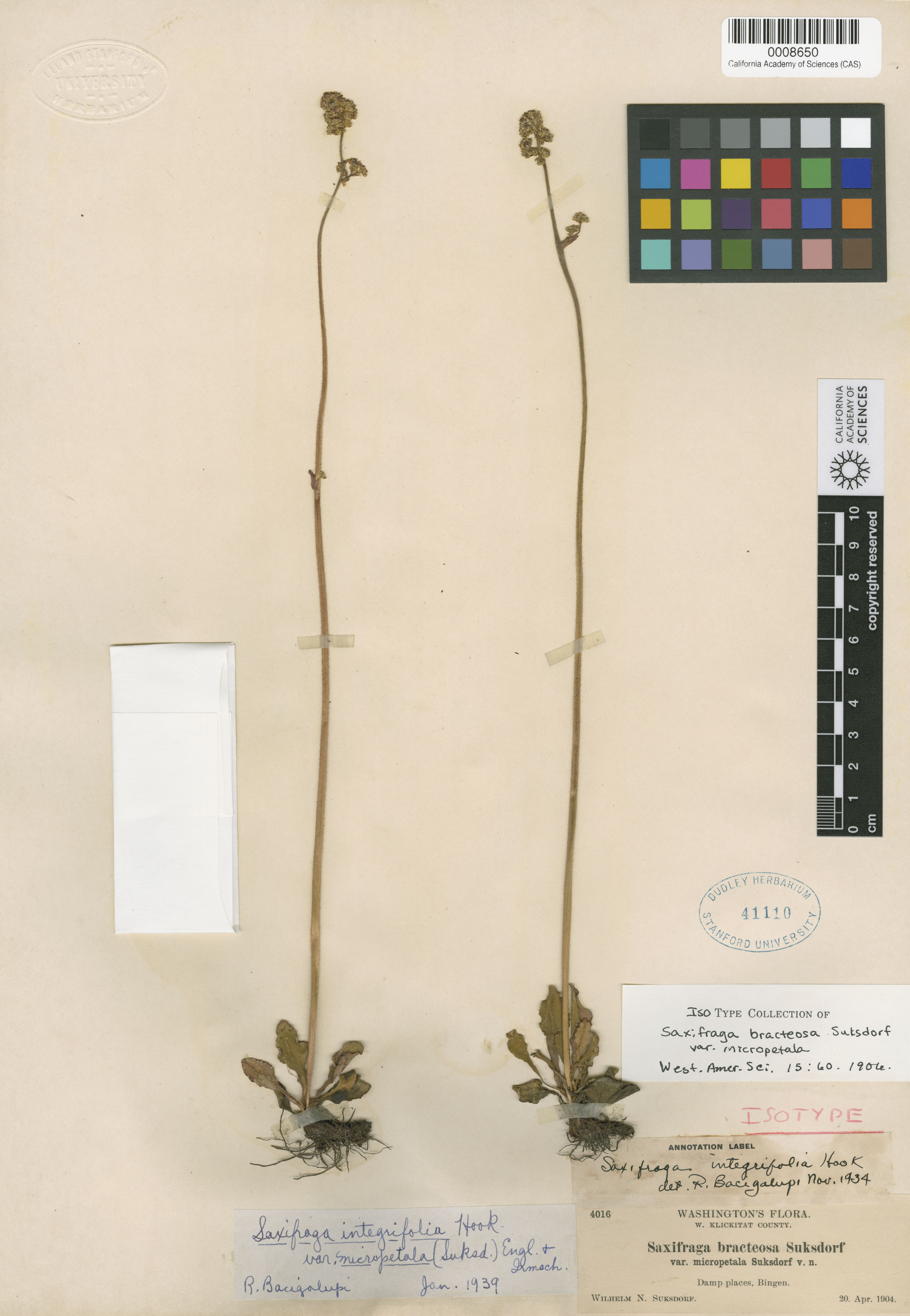 Saxifraga bracteosa image