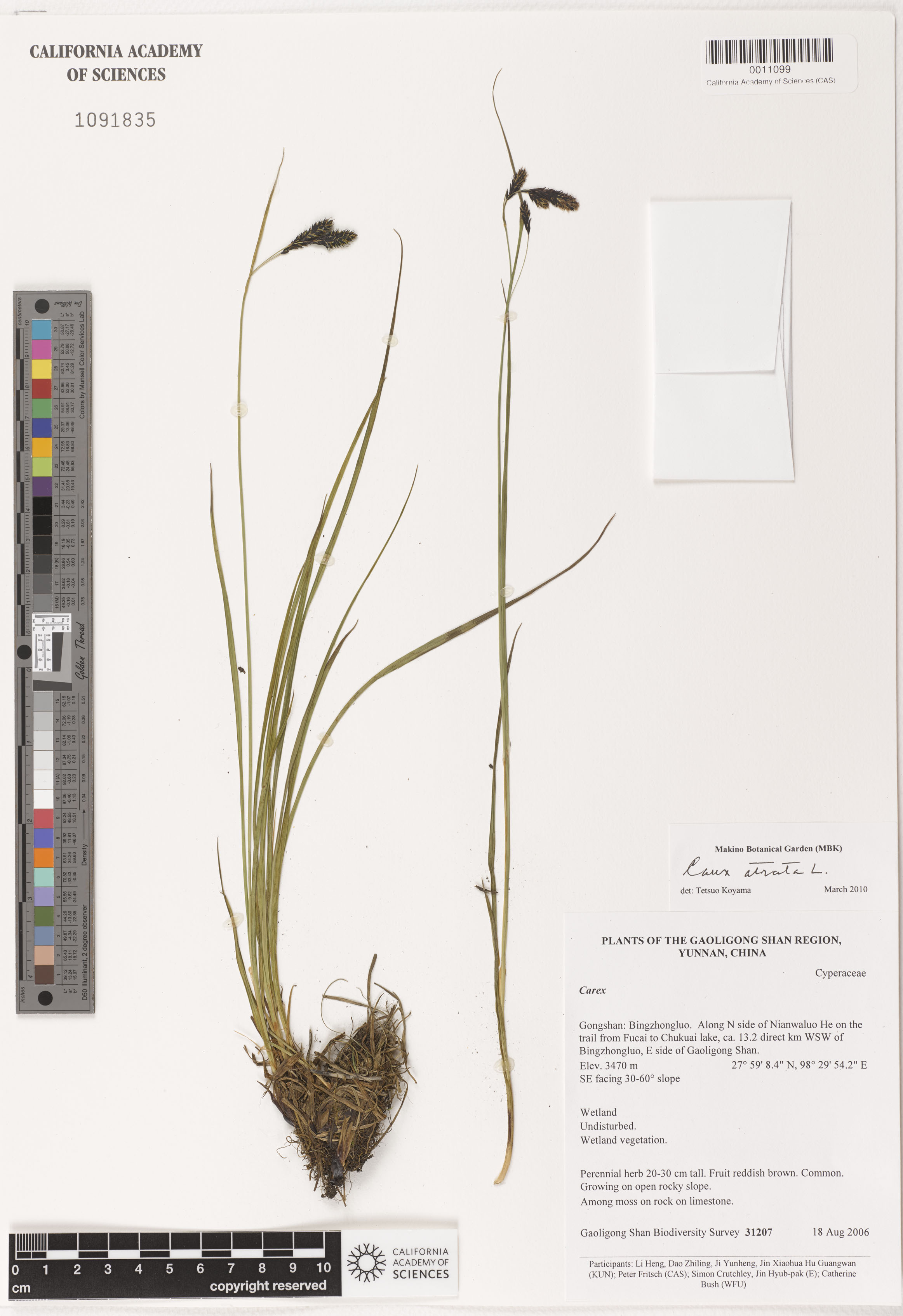 Carex atrata image
