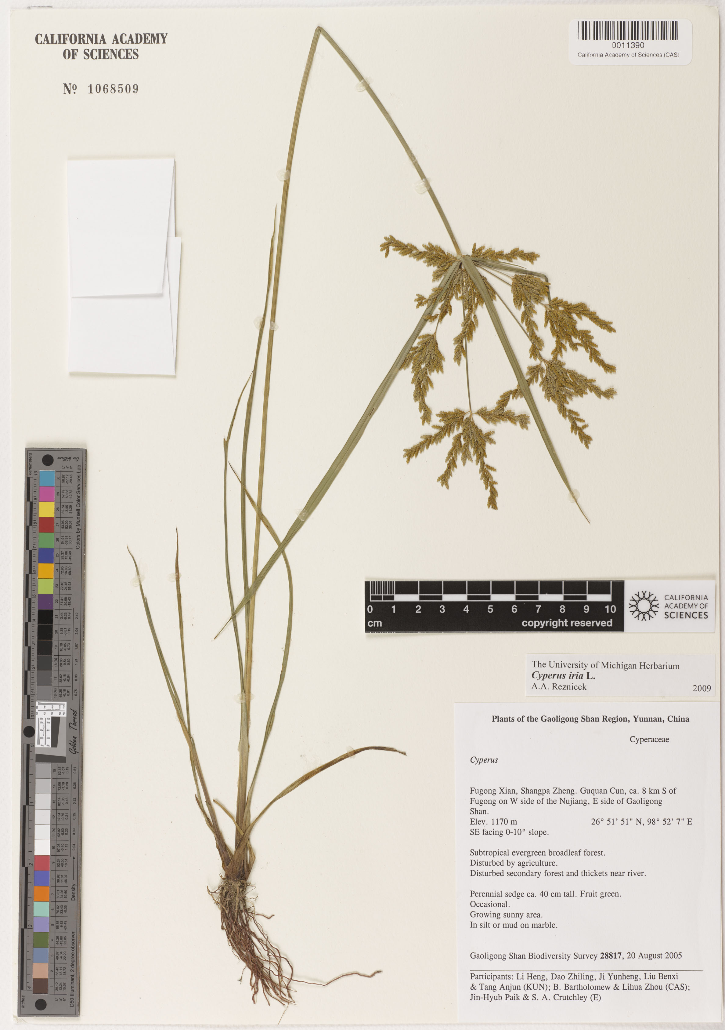 Cyperus iria image