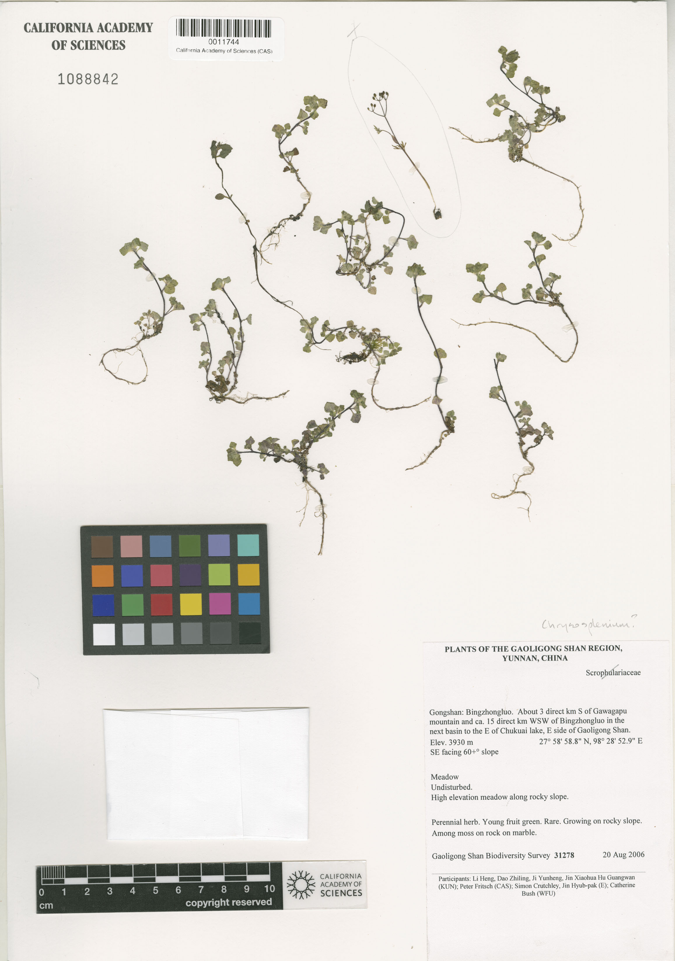 Chrysosplenium image