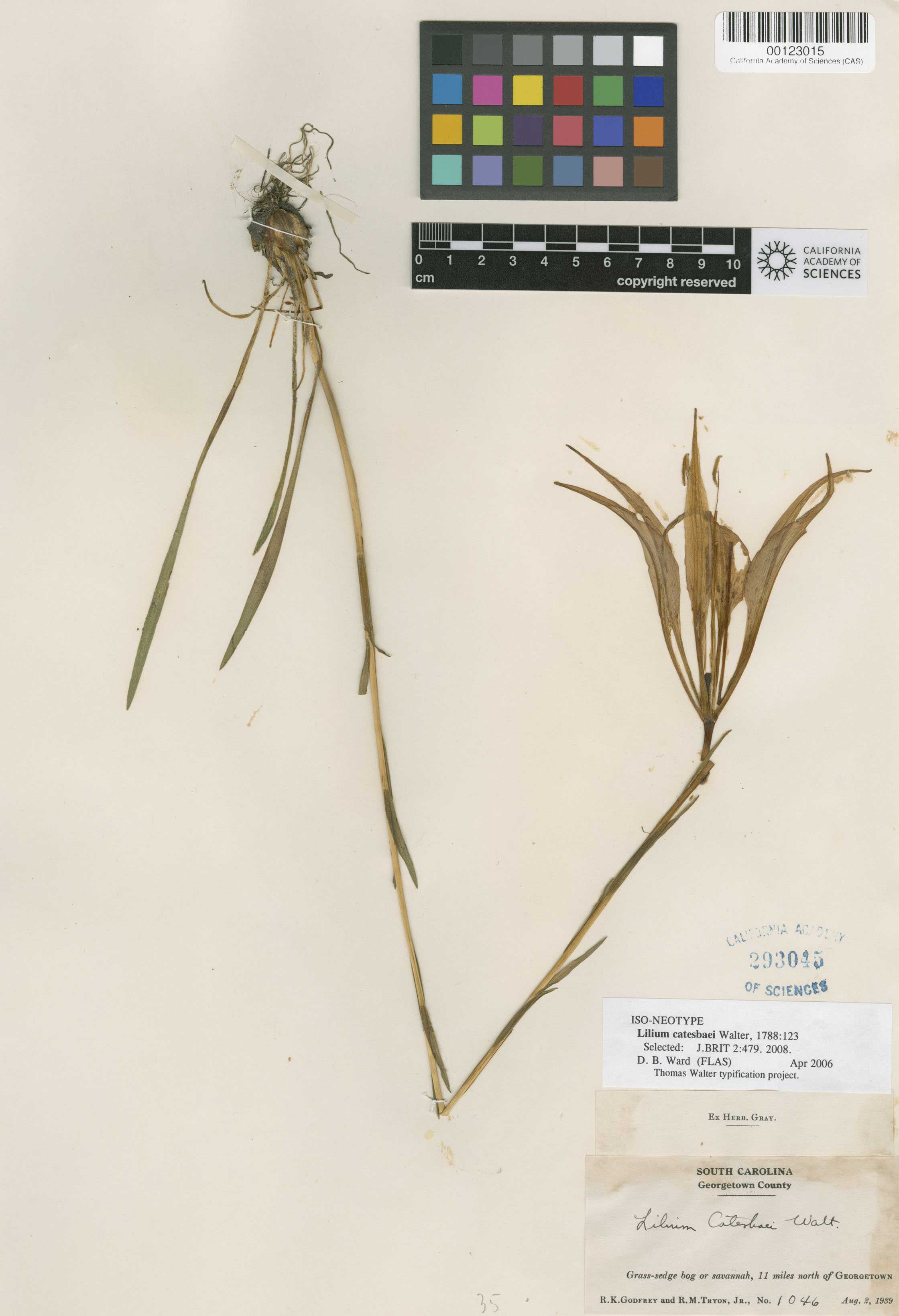 Lilium catesbaei image