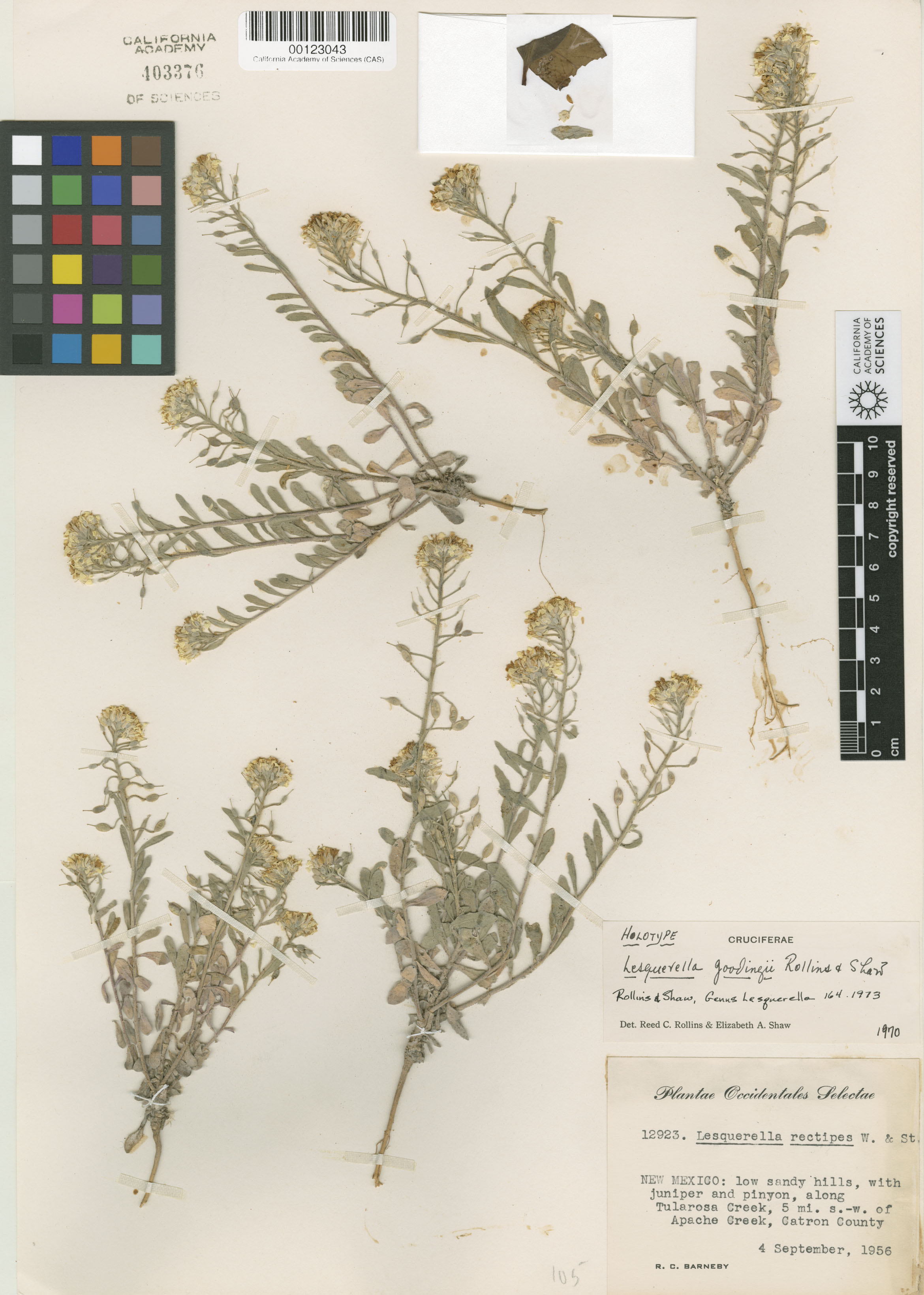 Physaria gooddingii image