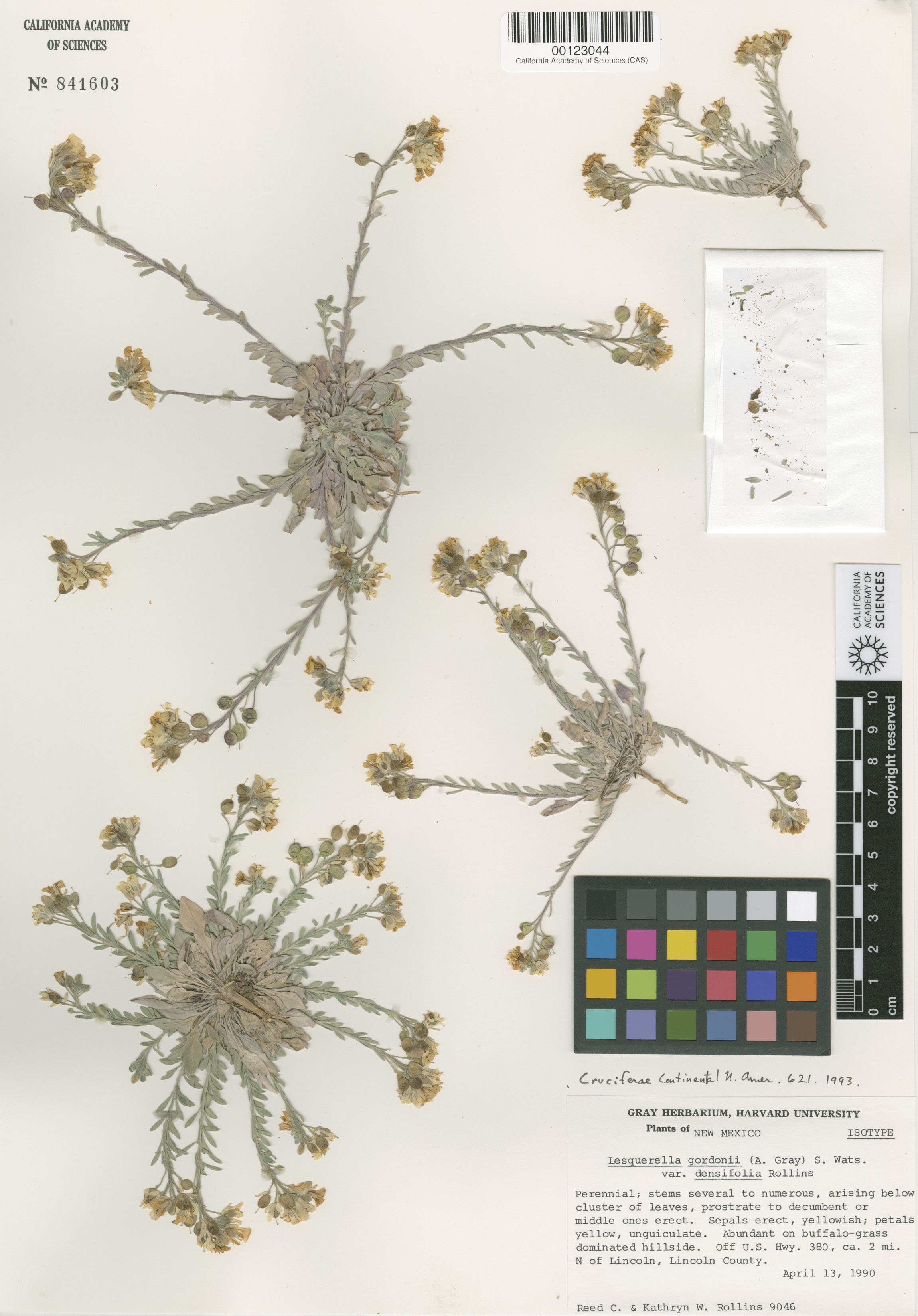 Physaria gordonii image