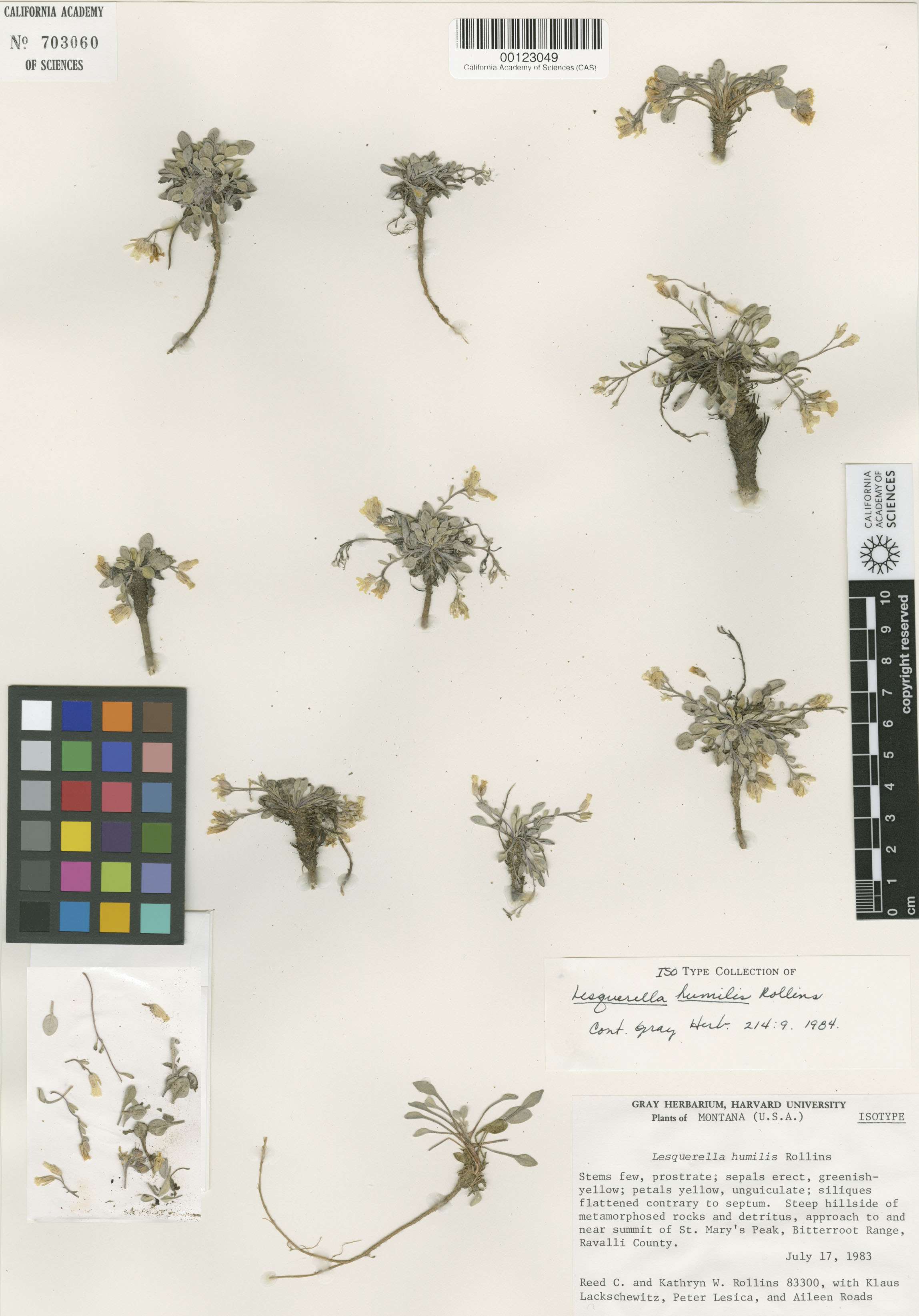 Physaria humilis image