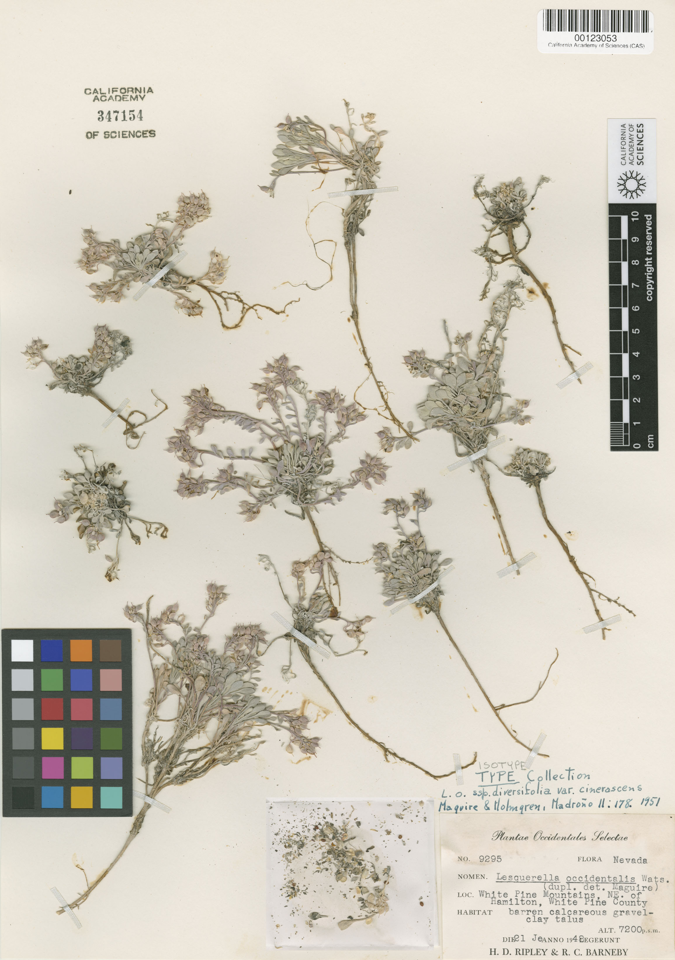 Physaria occidentalis image