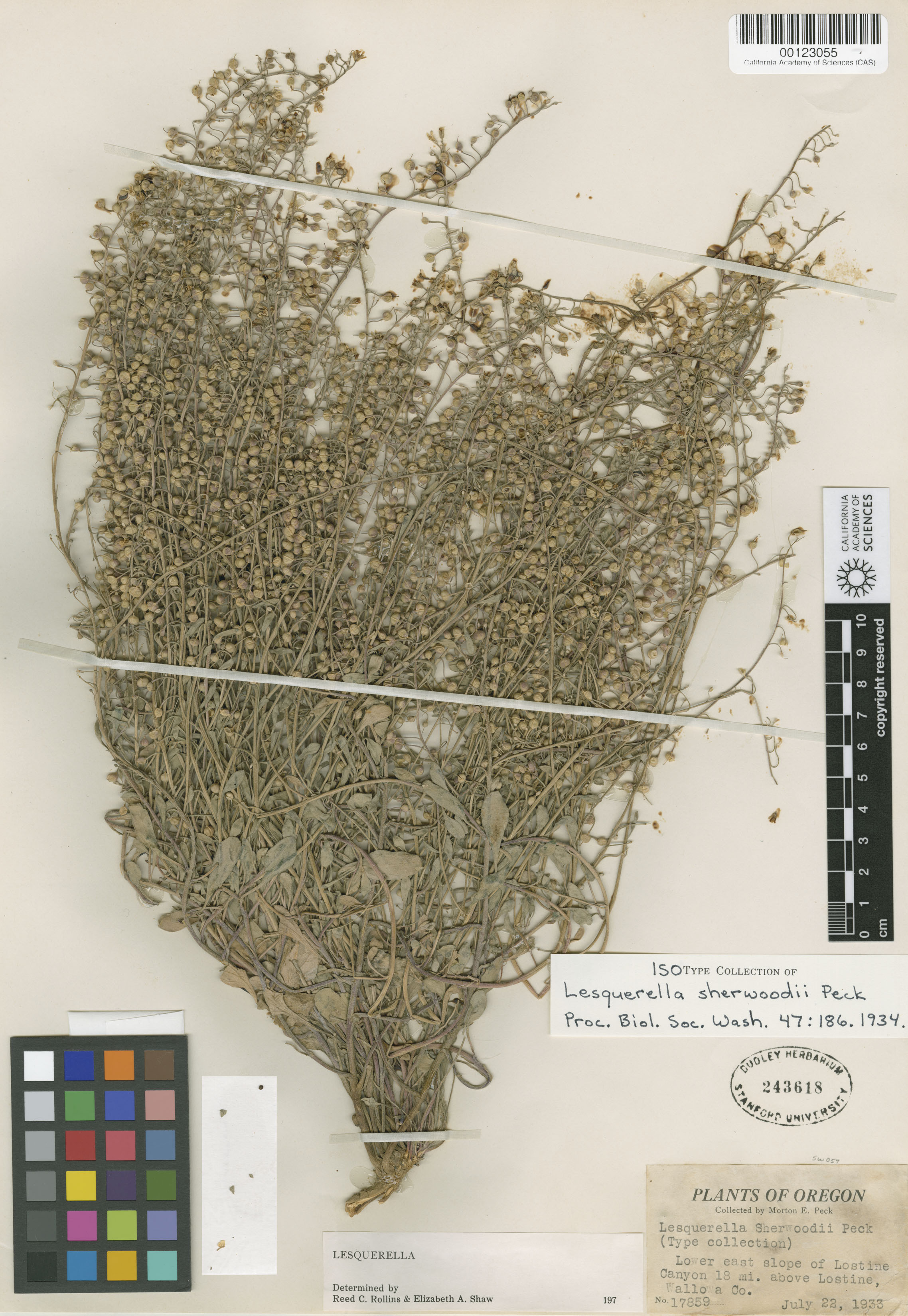 Lesquerella sherwoodii image