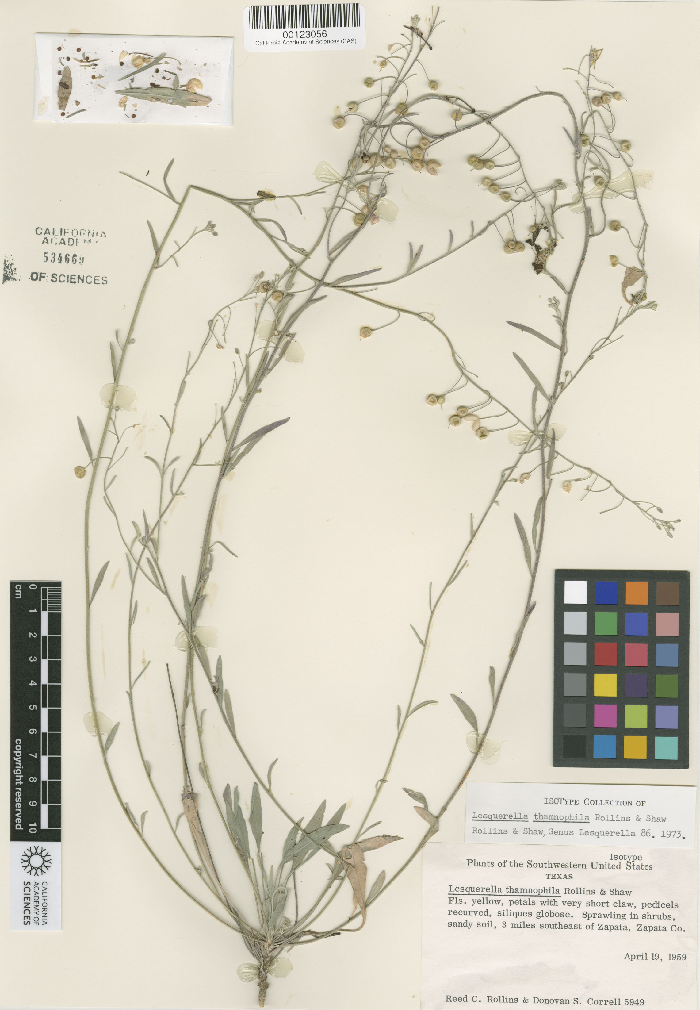 Physaria thamnophila image