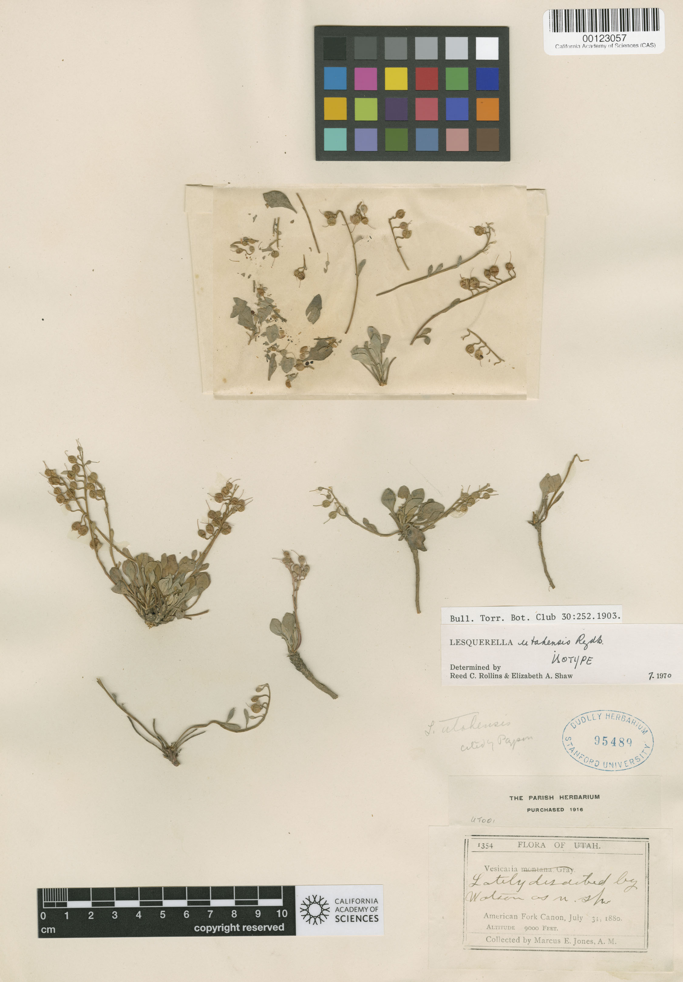 Lesquerella utahensis image