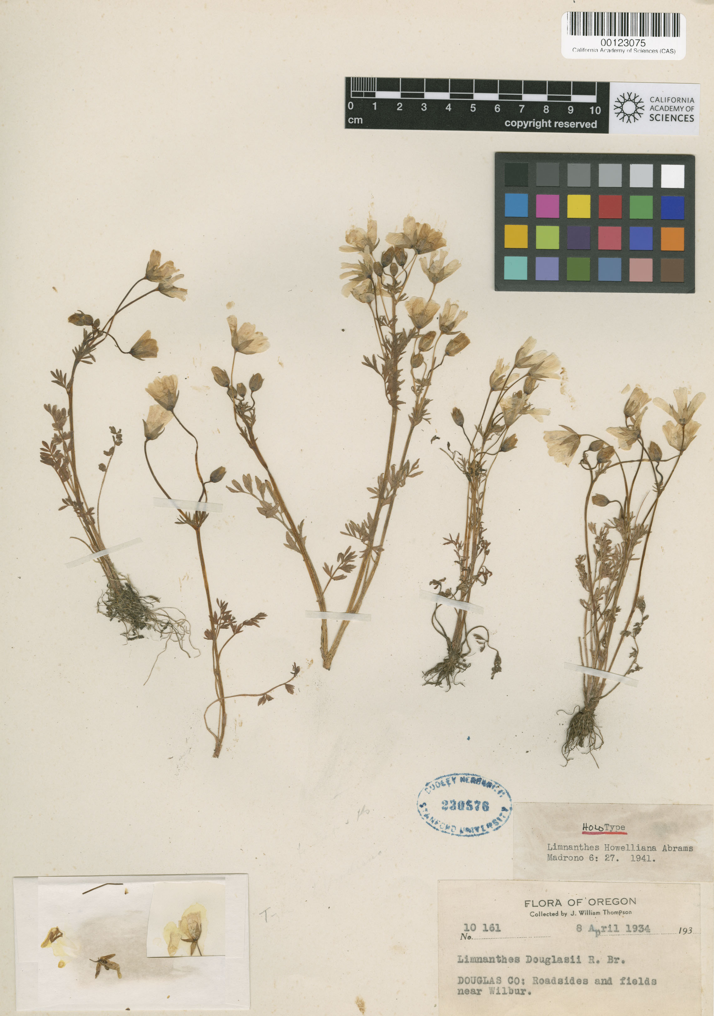 Limnanthes howelliana image