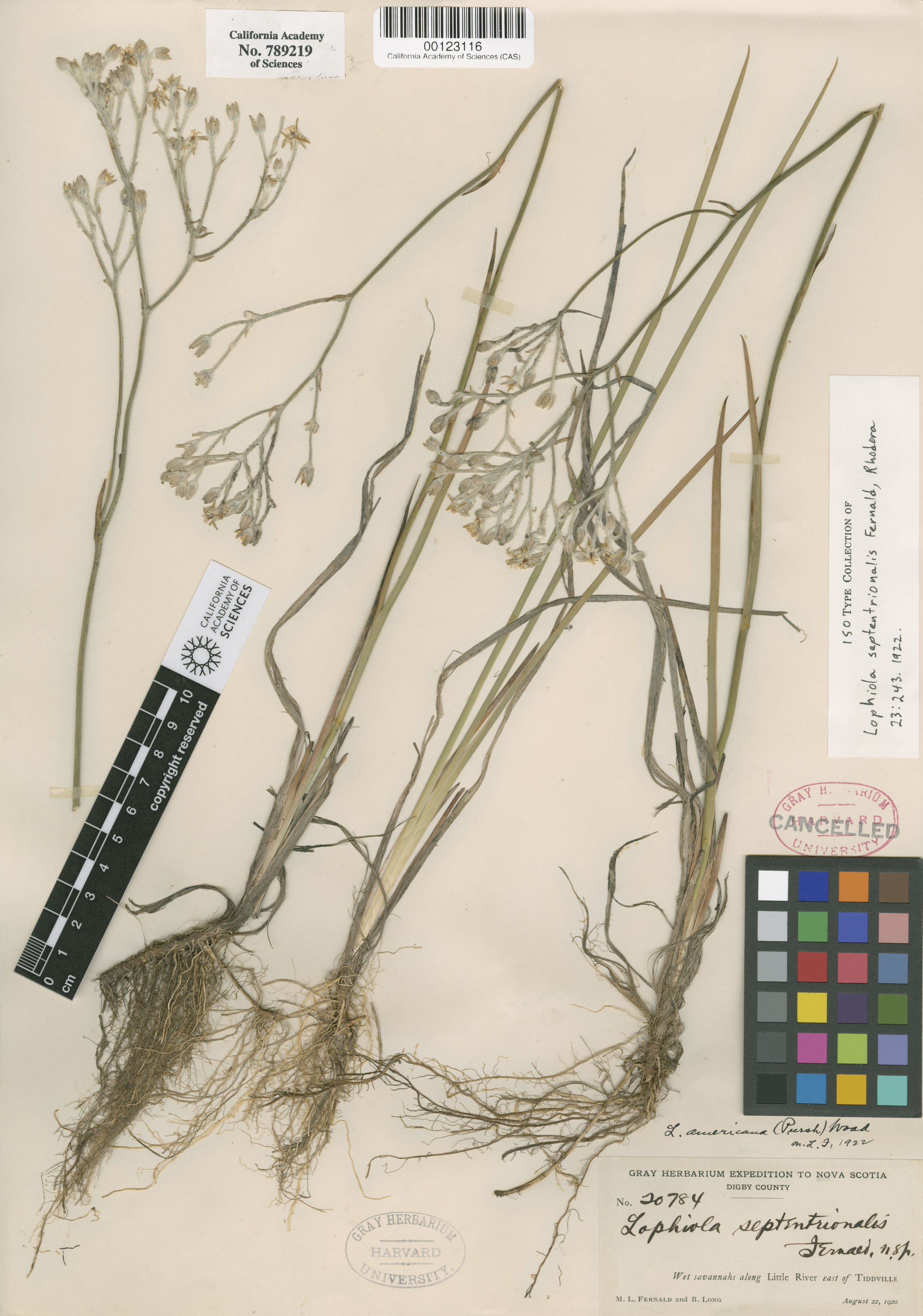 Lophiola aurea image