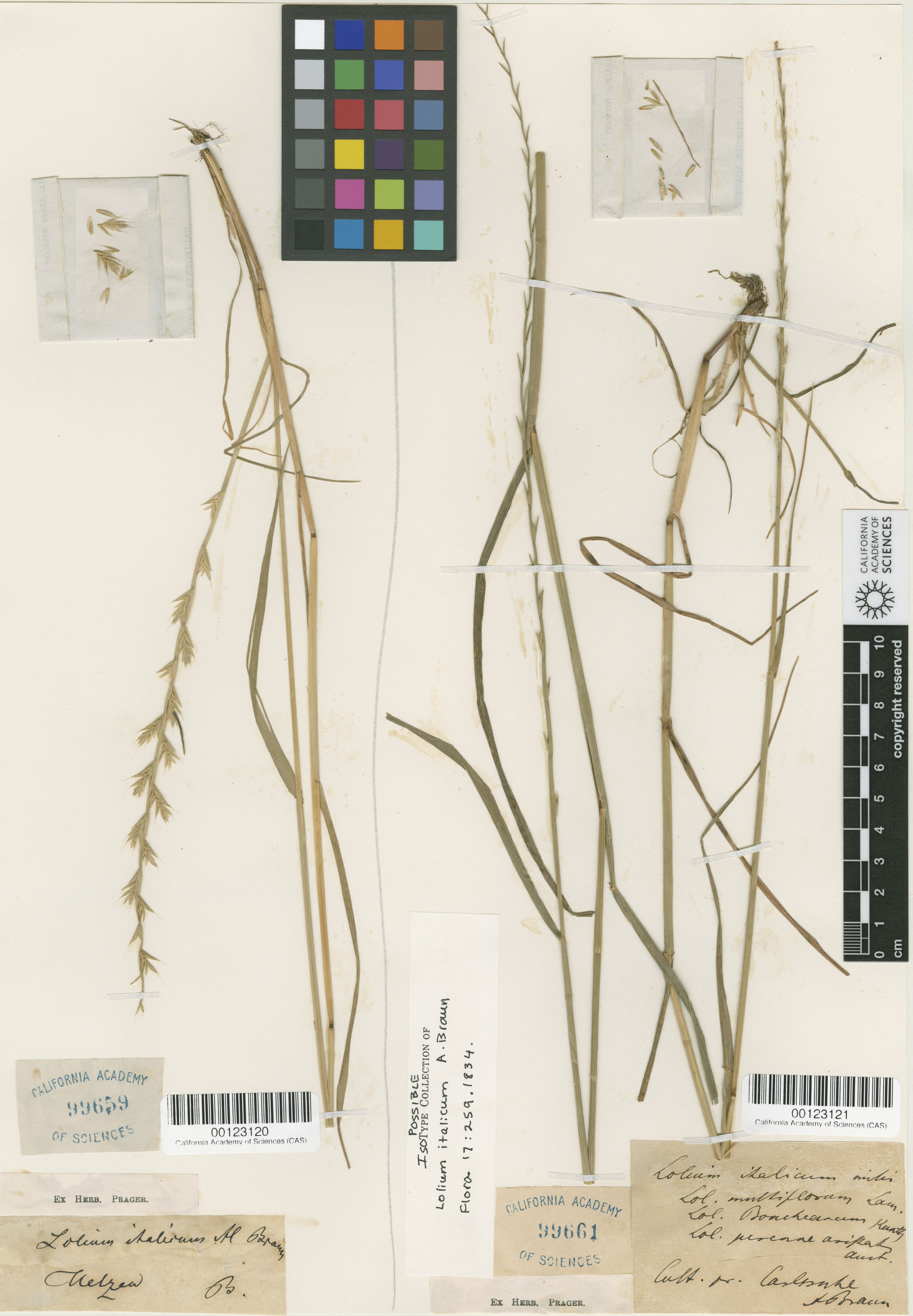 Lolium multiflorum image