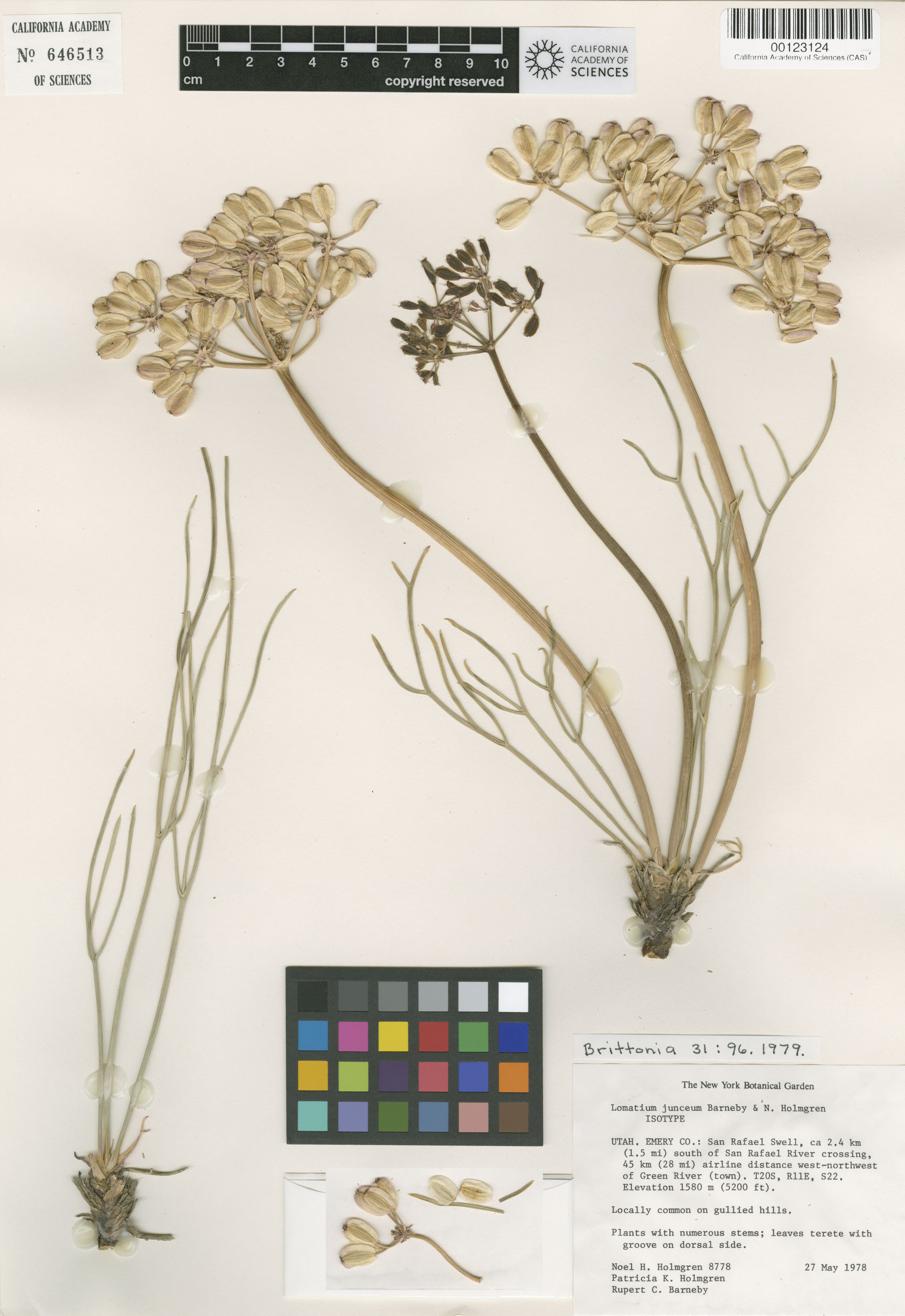 Lomatium junceum image
