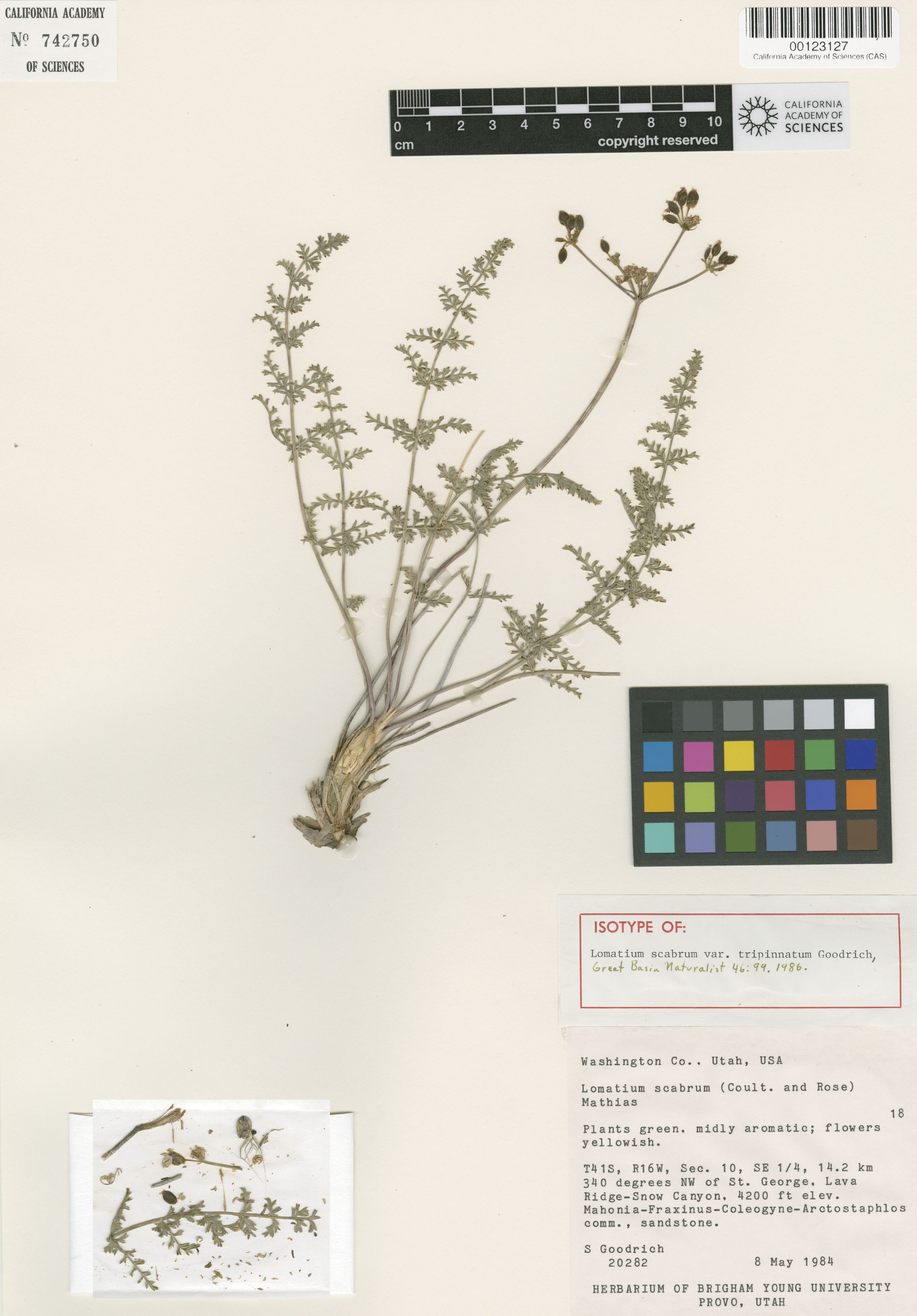 Lomatium scabrum var. tripinnatum image