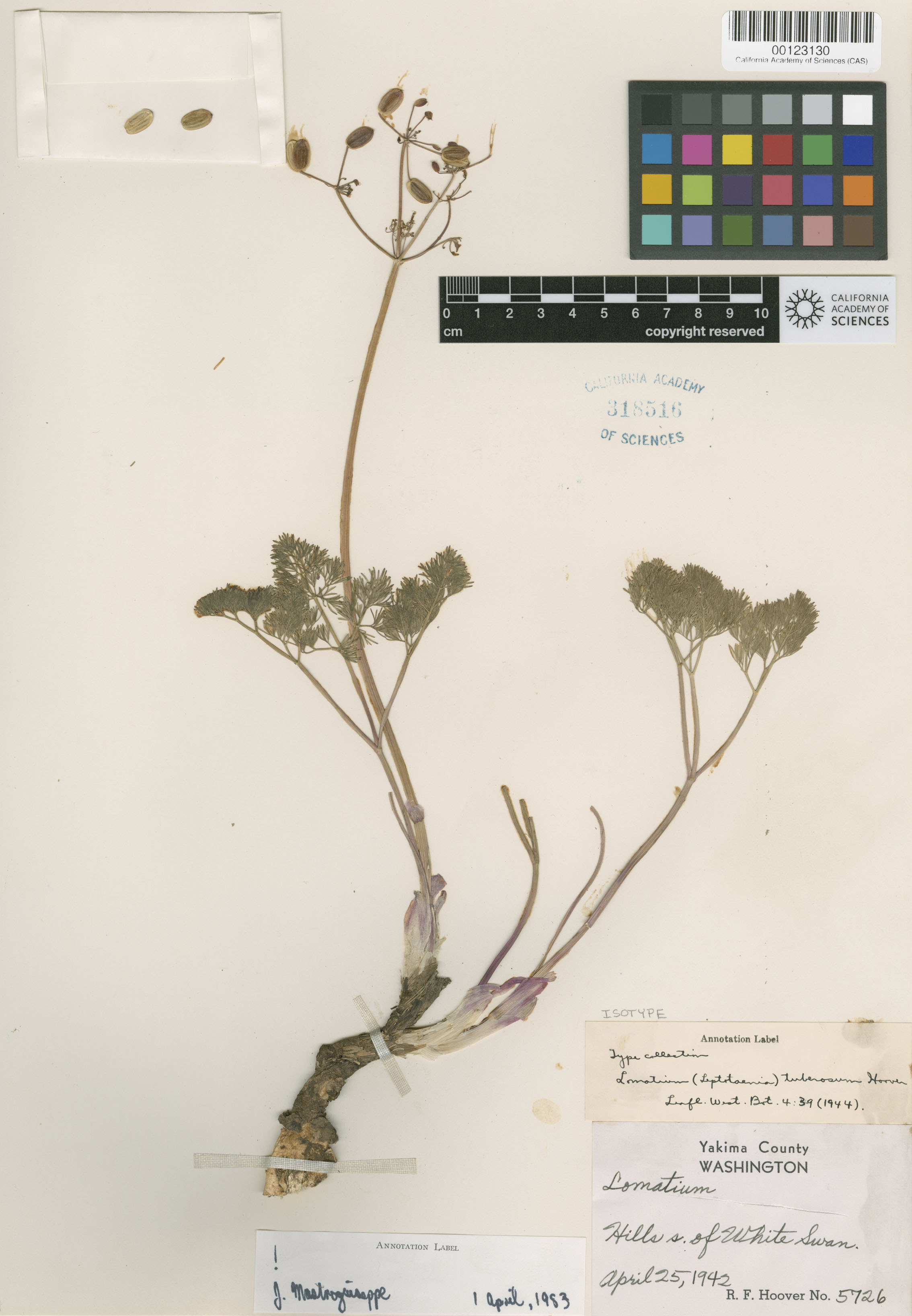 Lomatium tuberosum image
