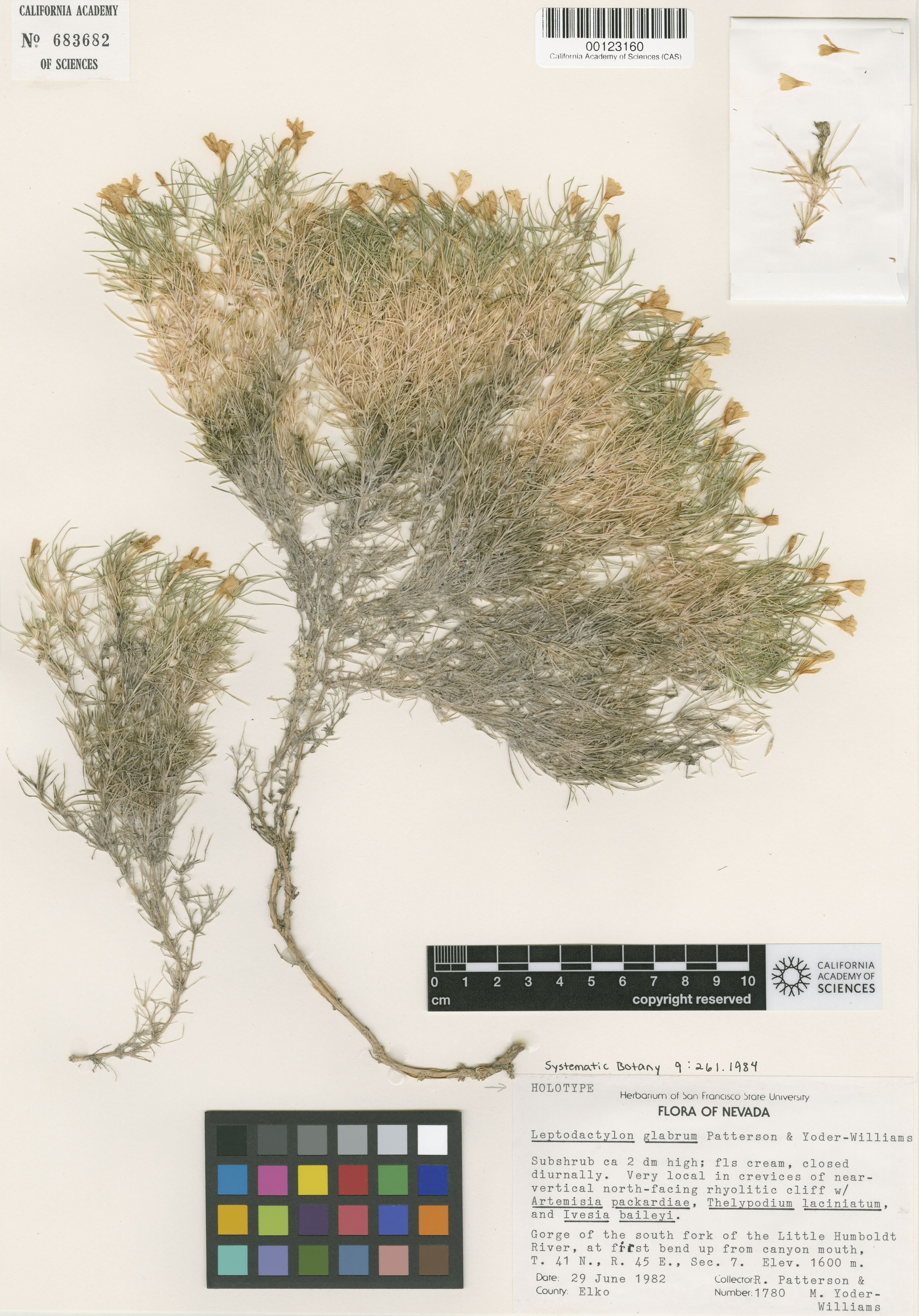 Linanthus glabrum image