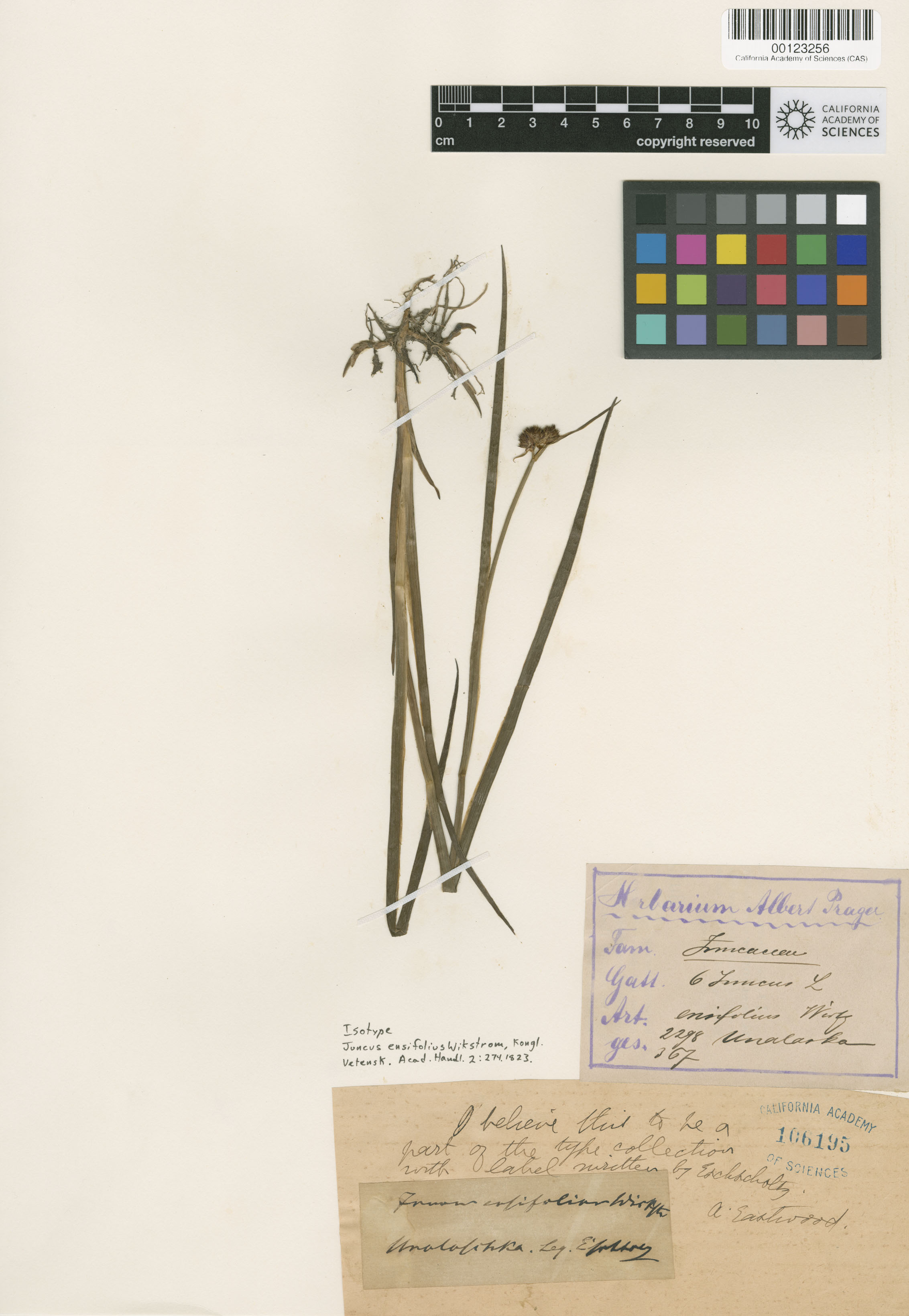 Juncus ensifolius image