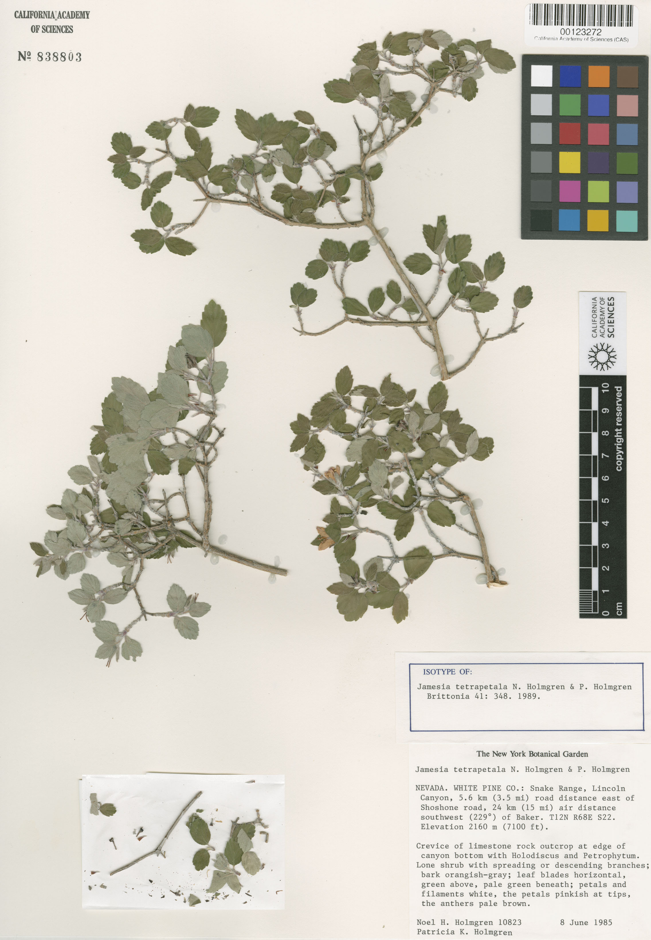 Jamesia tetrapetala image