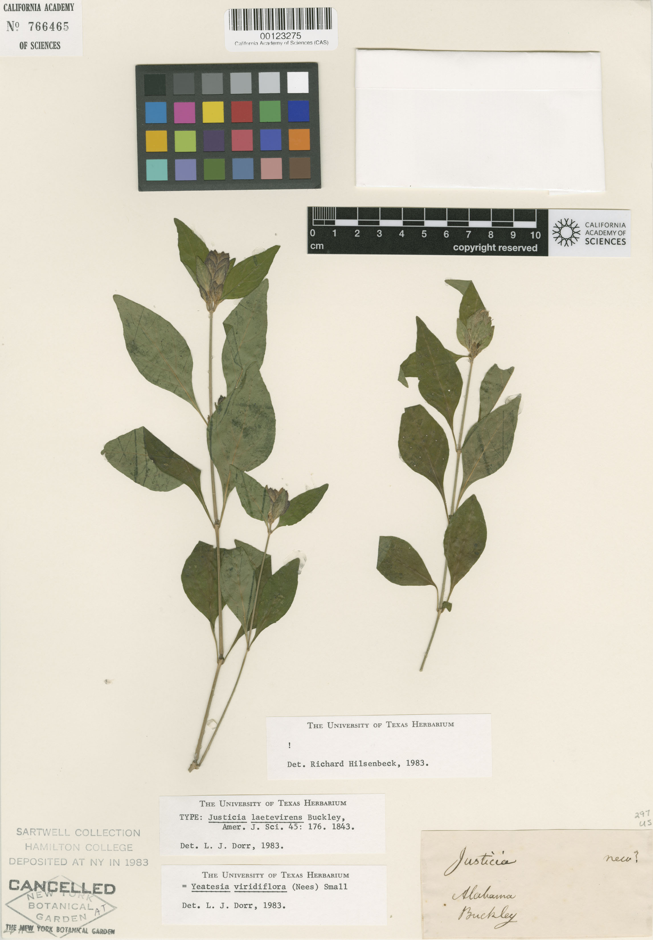 Yeatesia viridiflora image