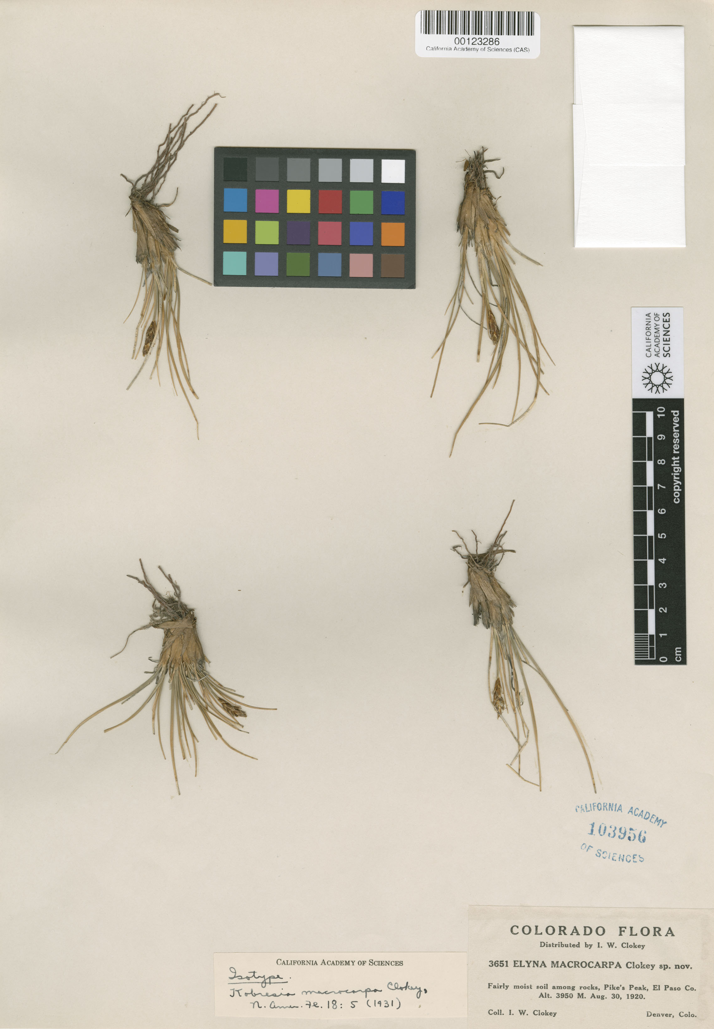 Kobresia sibirica image