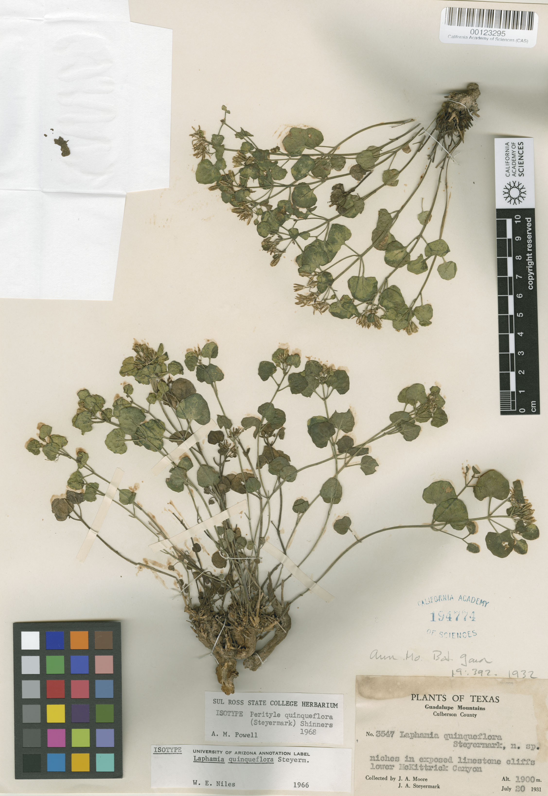 Perityle quinqueflora image