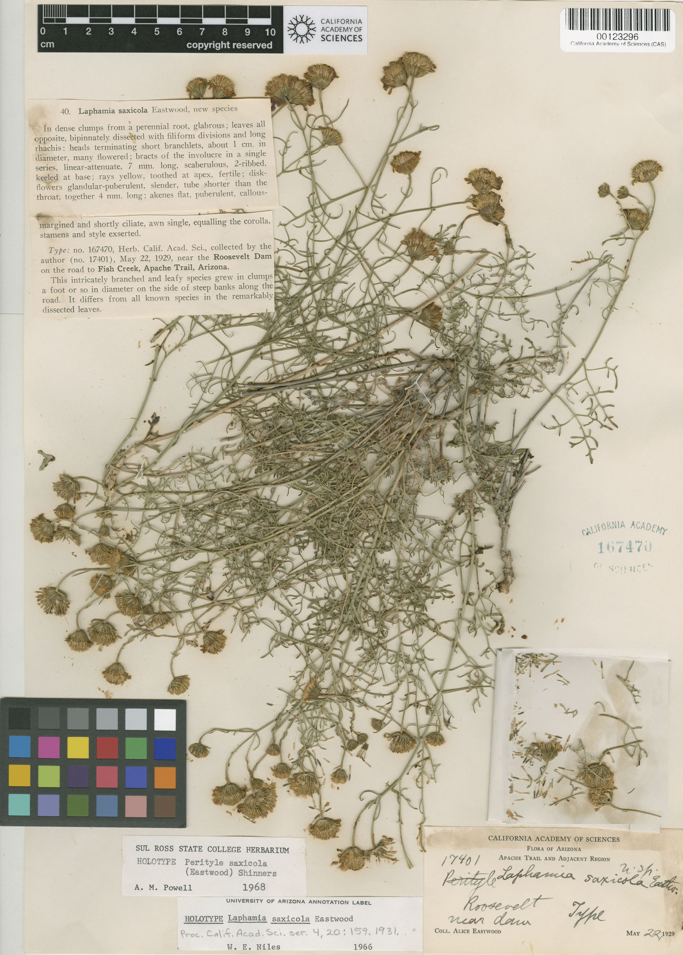 Perityle saxicola image