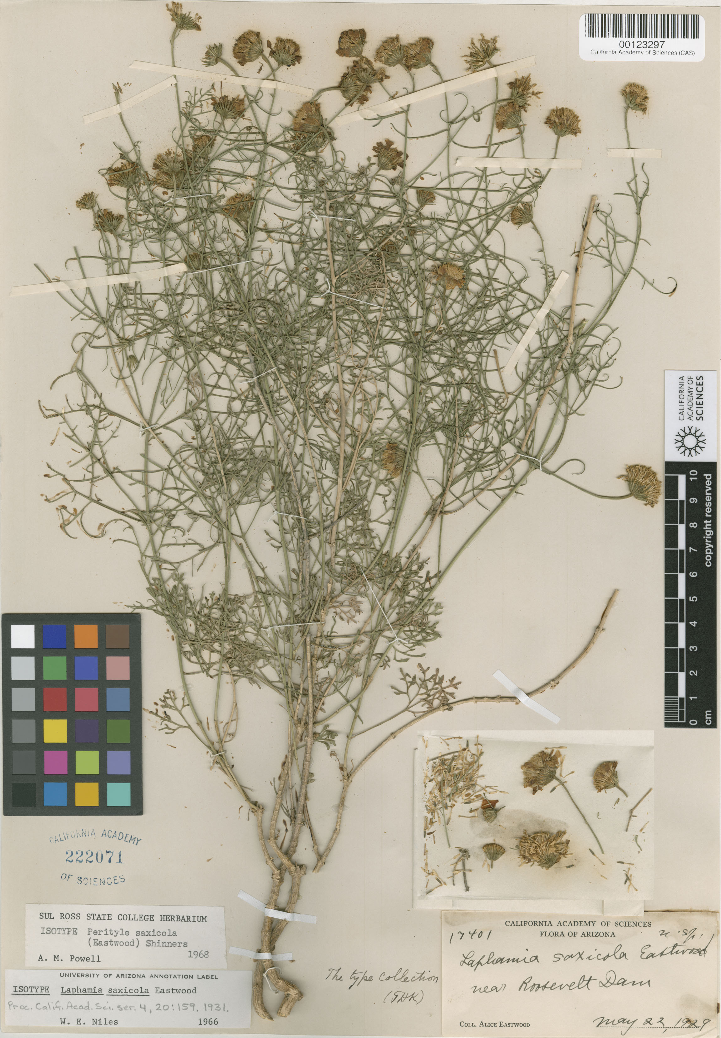 Perityle saxicola image