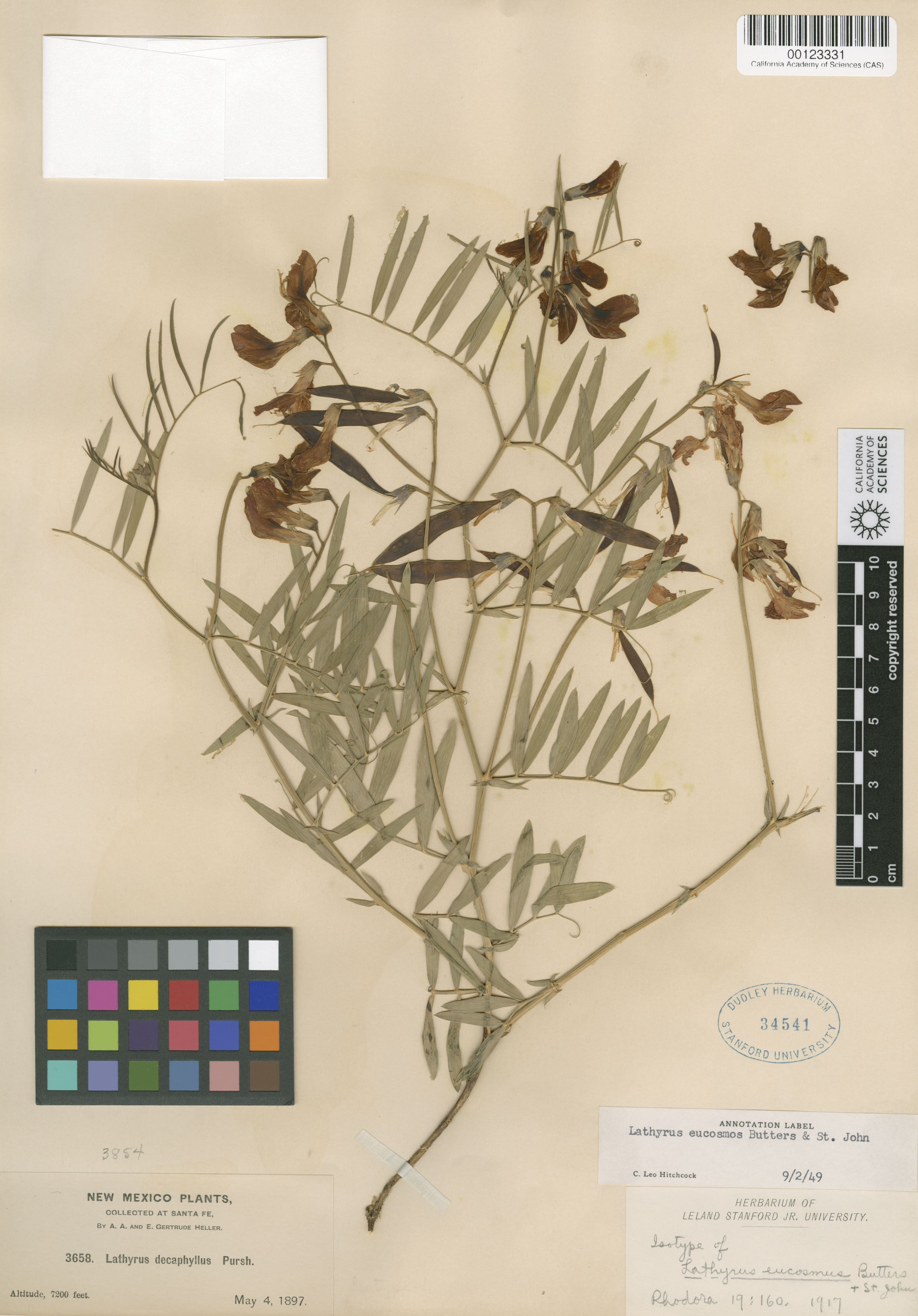 Lathyrus eucosmus image