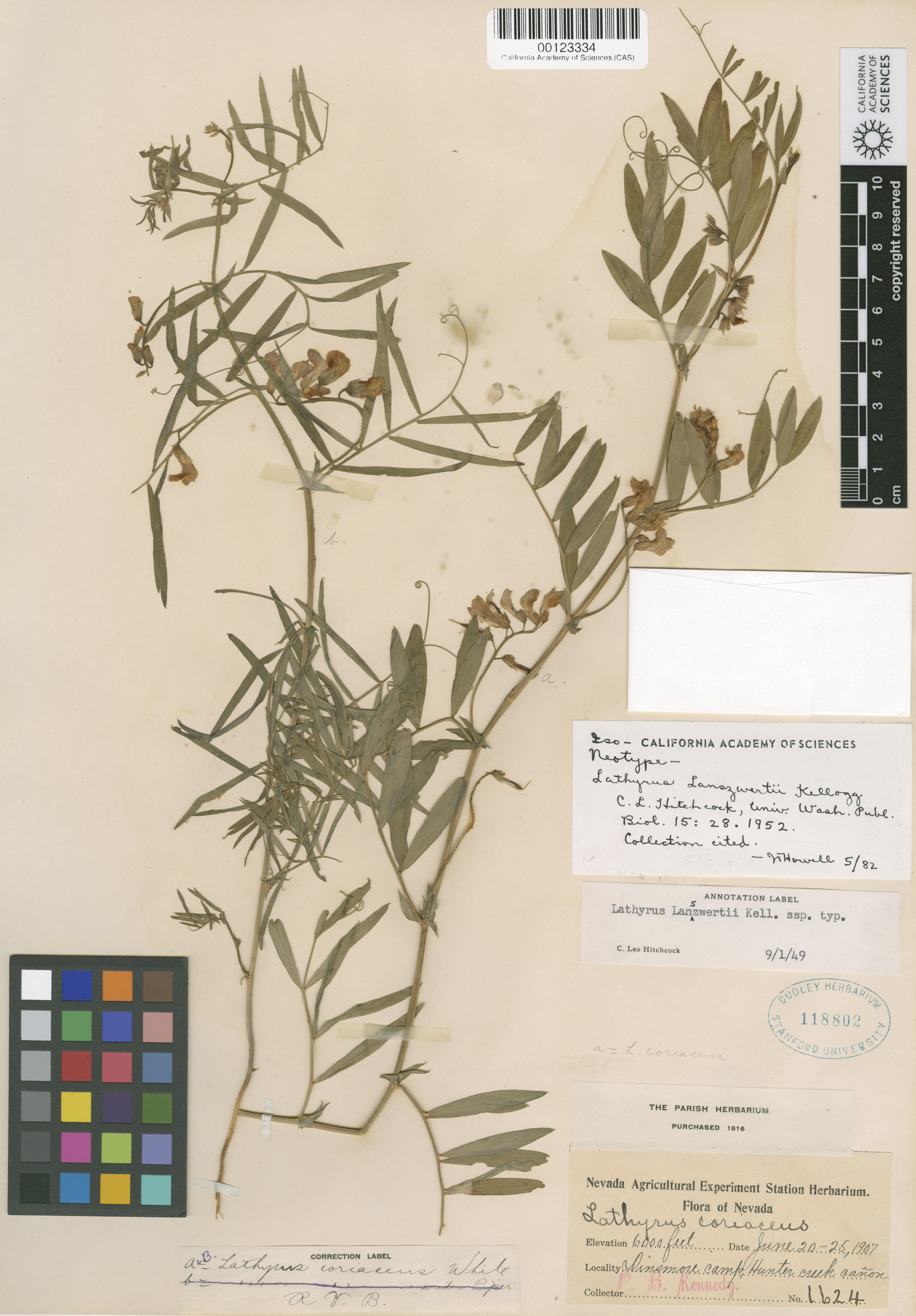 Lathyrus lanszwertii image