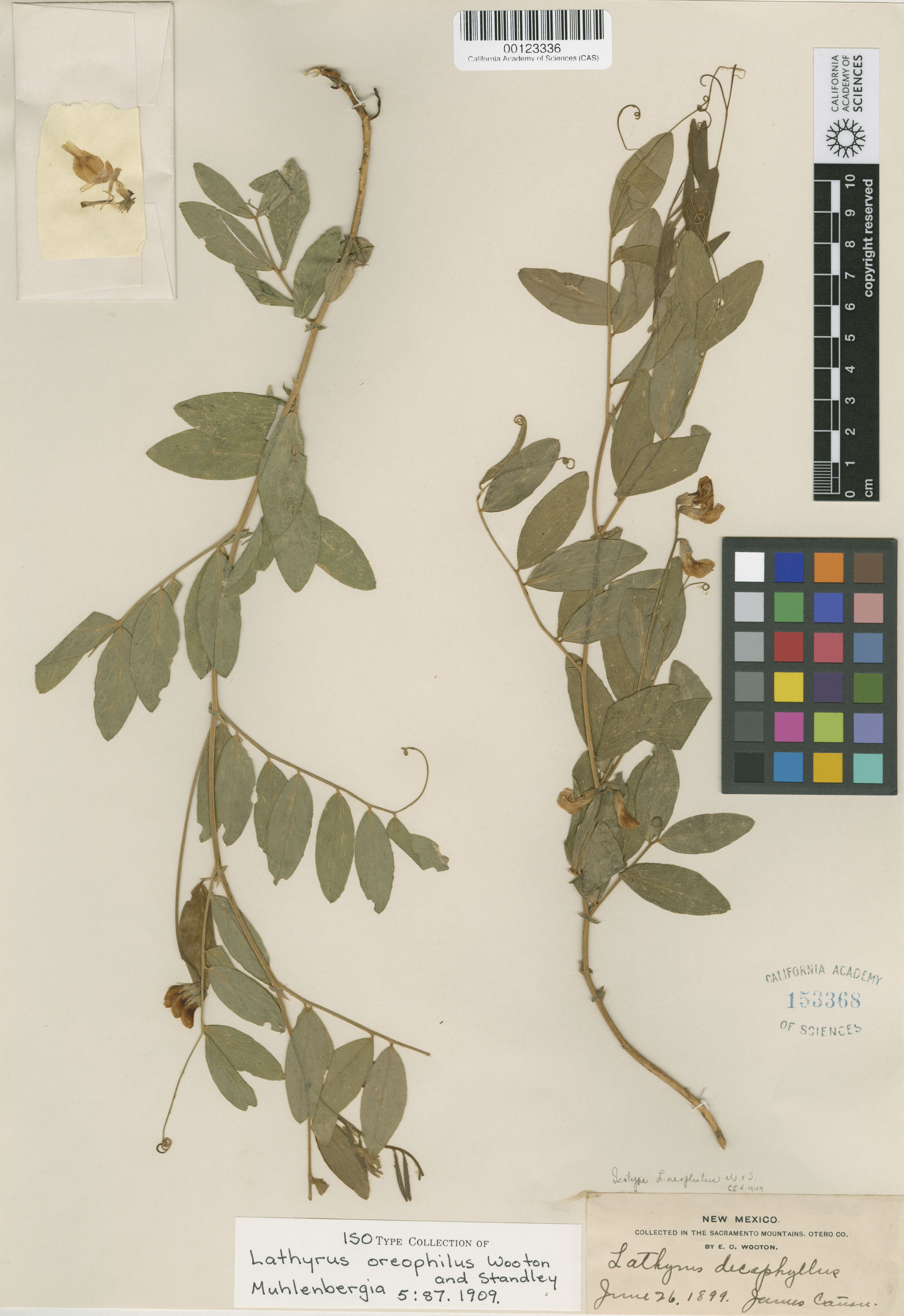 Lathyrus oreophilus image