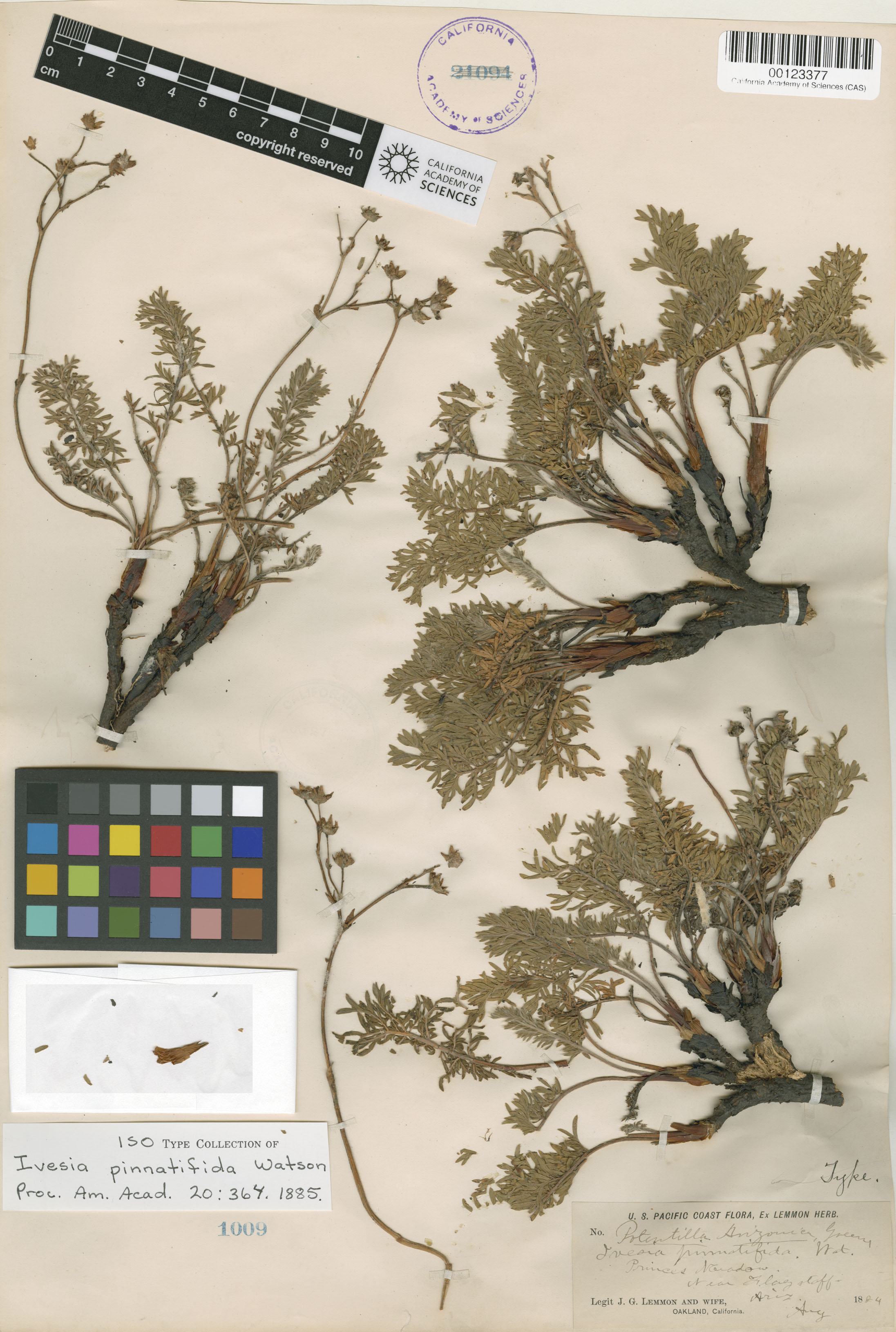 Potentilla arizonica image