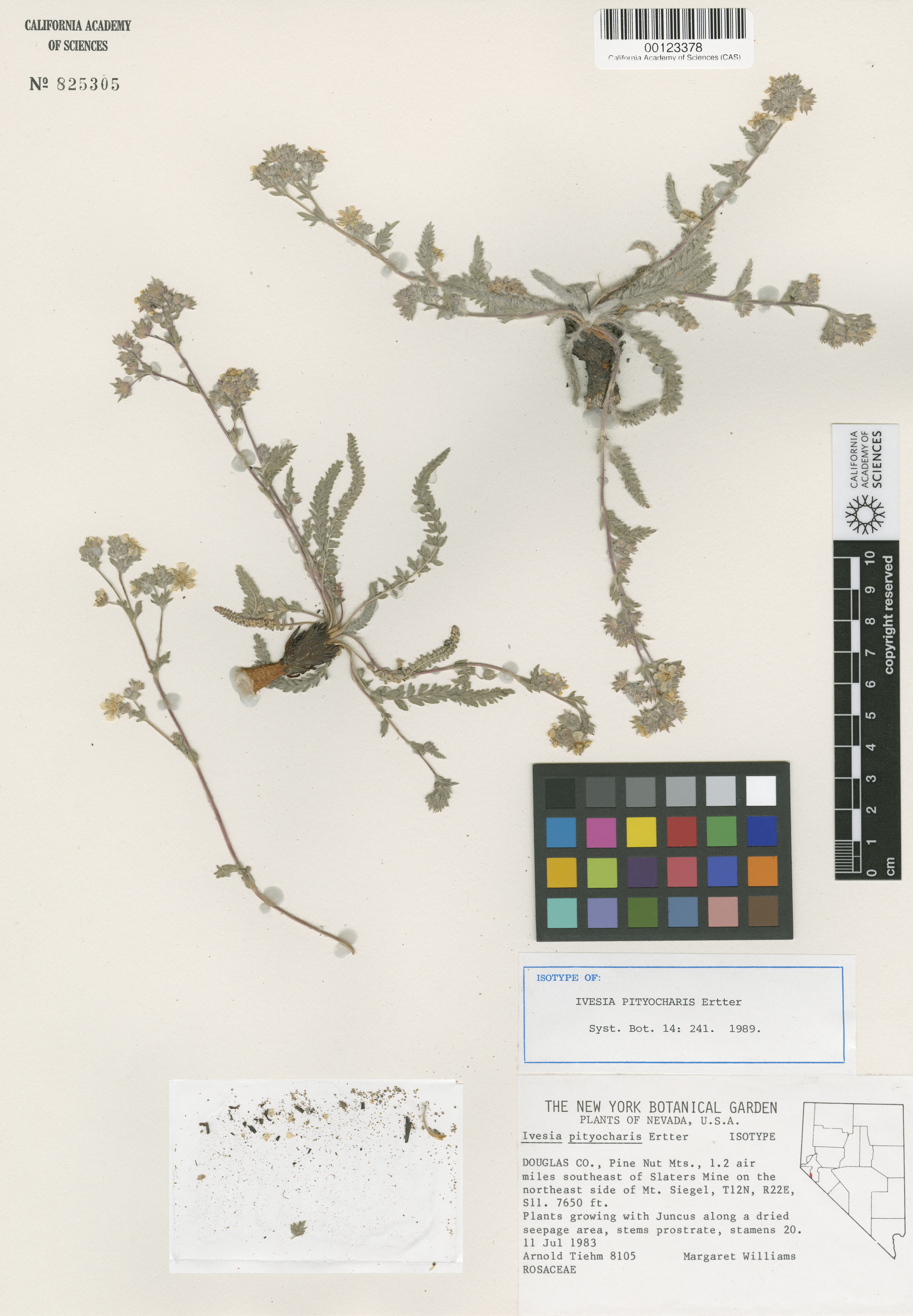 Ivesia pityocharis image