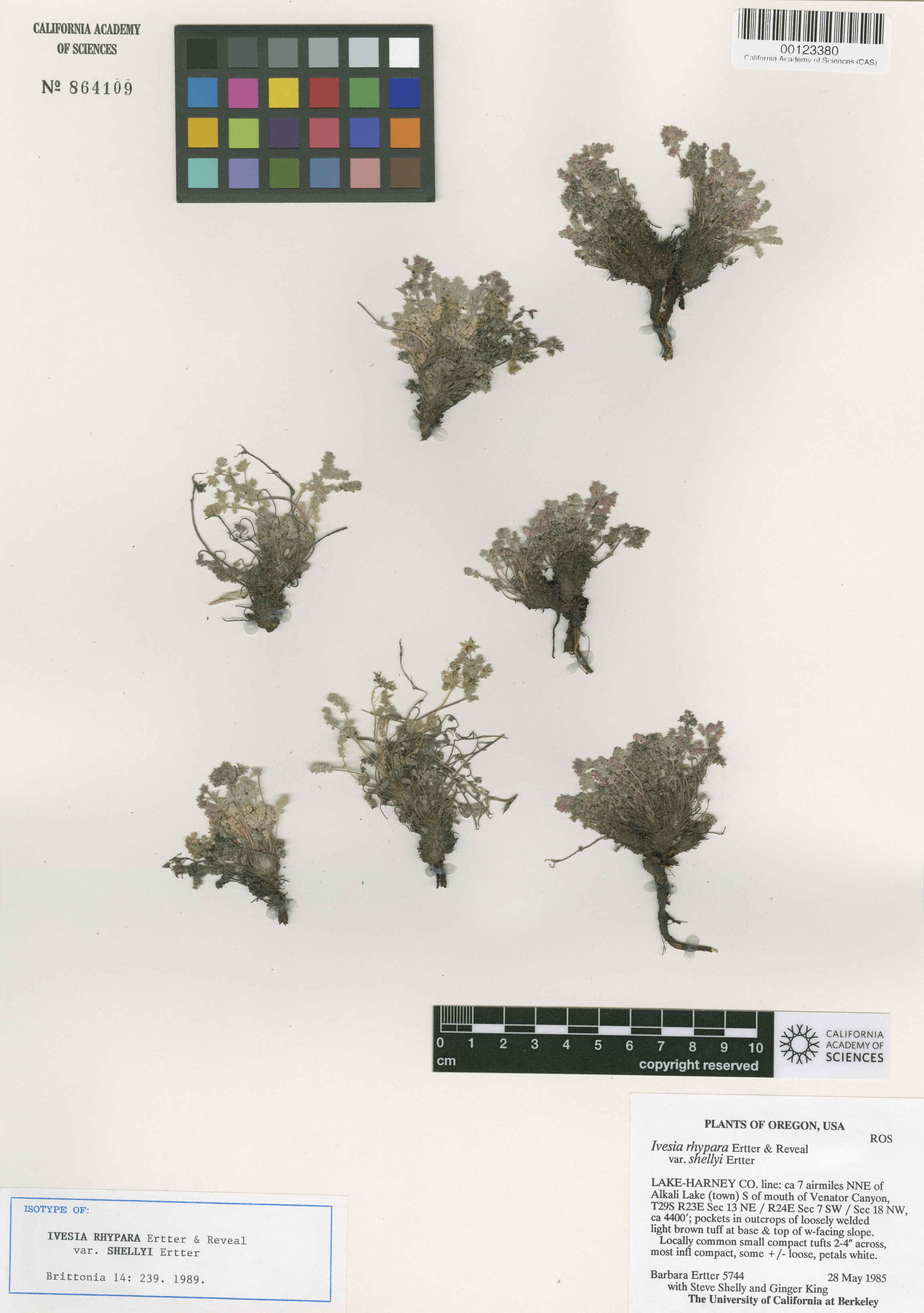 Ivesia rhypara var. shellyi image