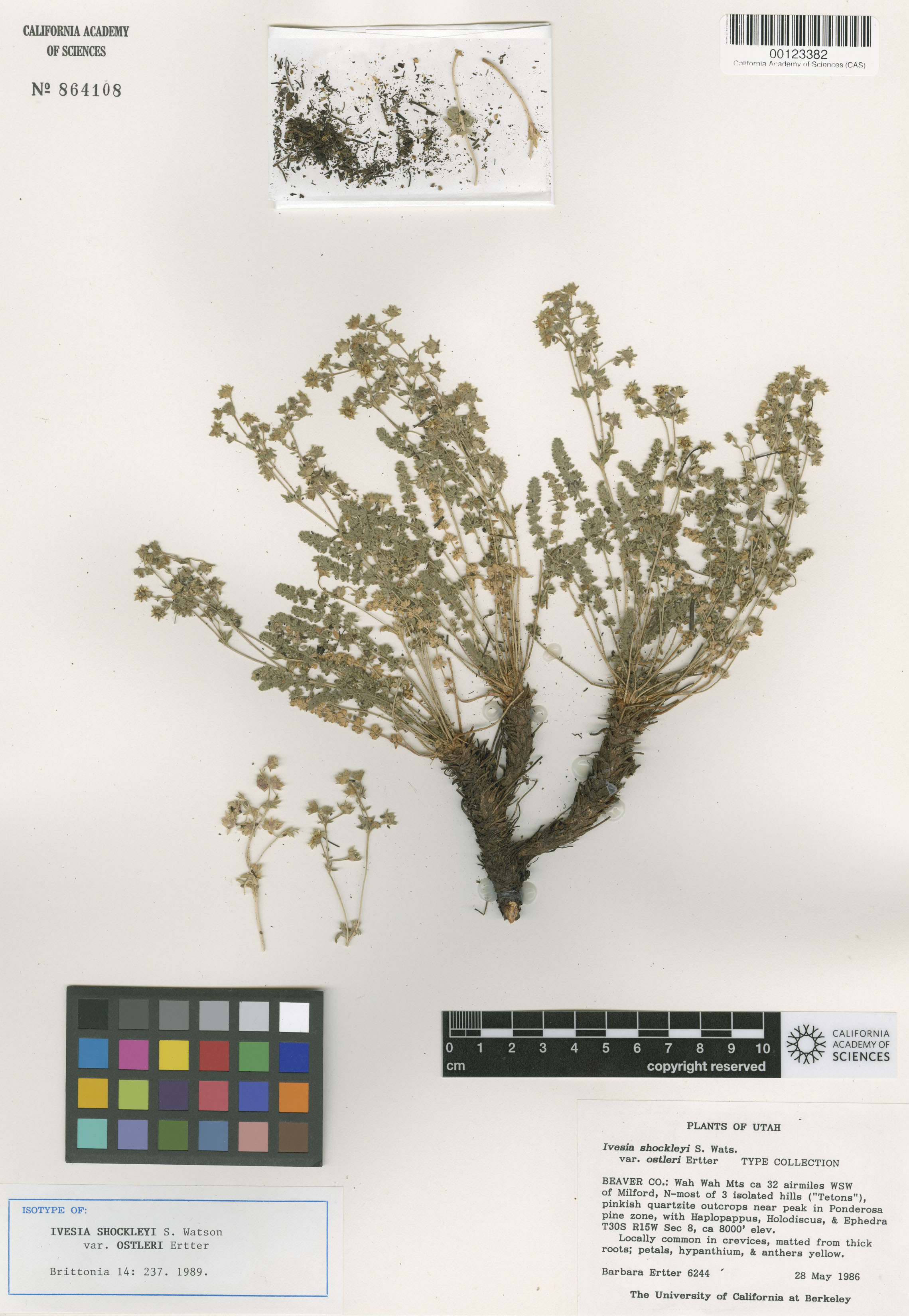 Ivesia shockleyi var. ostleri image