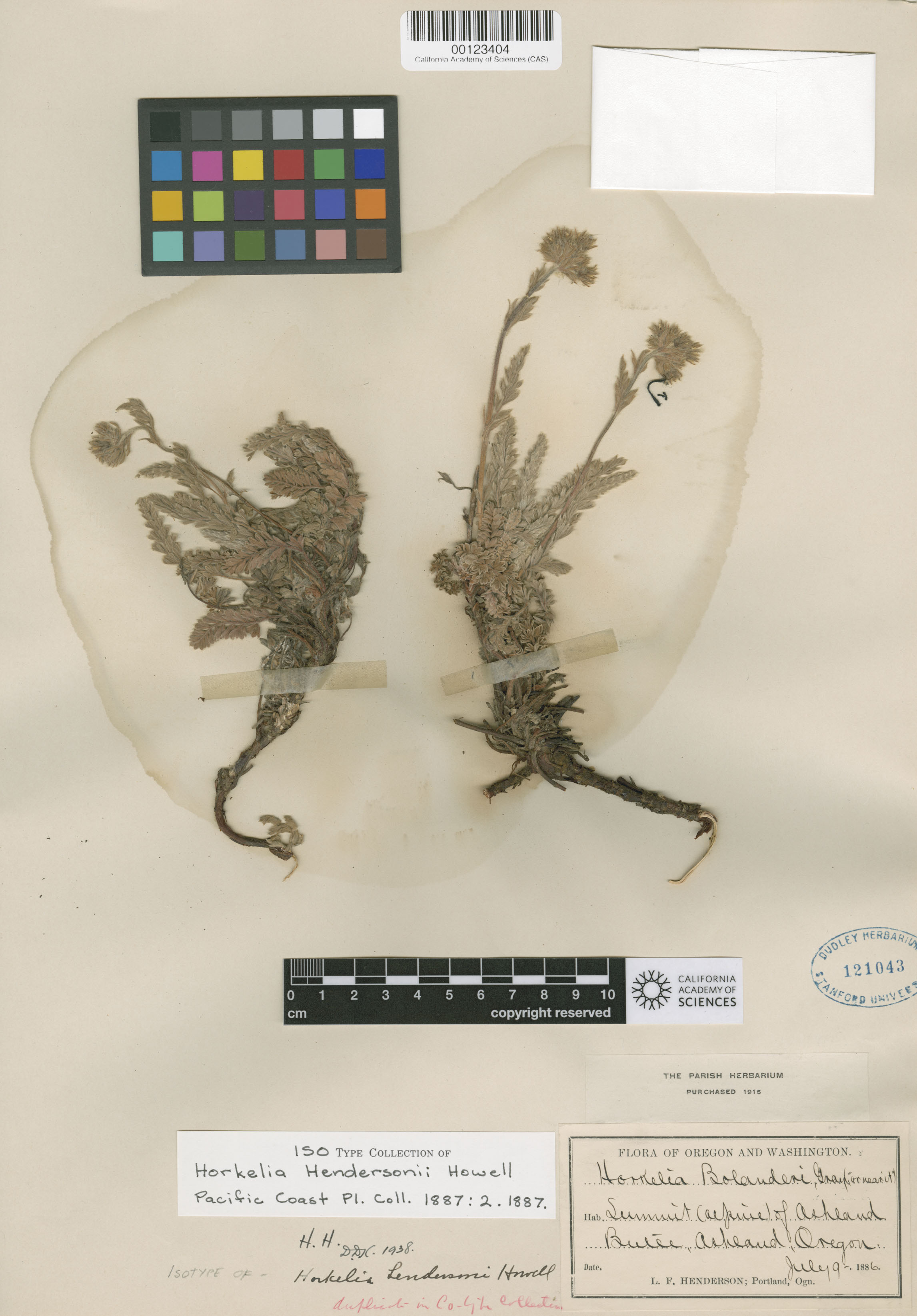 Horkelia hendersonii image