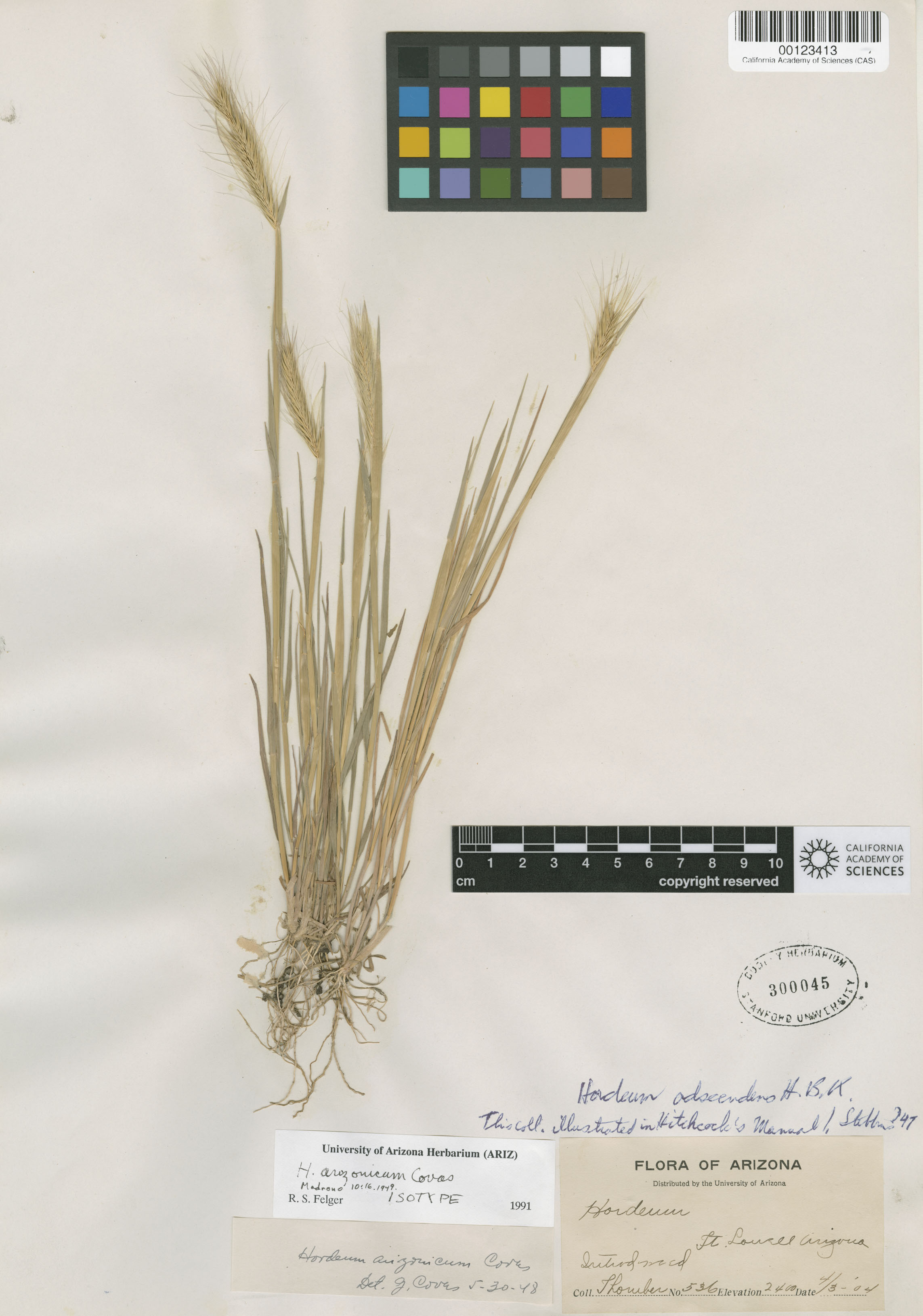 Hordeum arizonicum image
