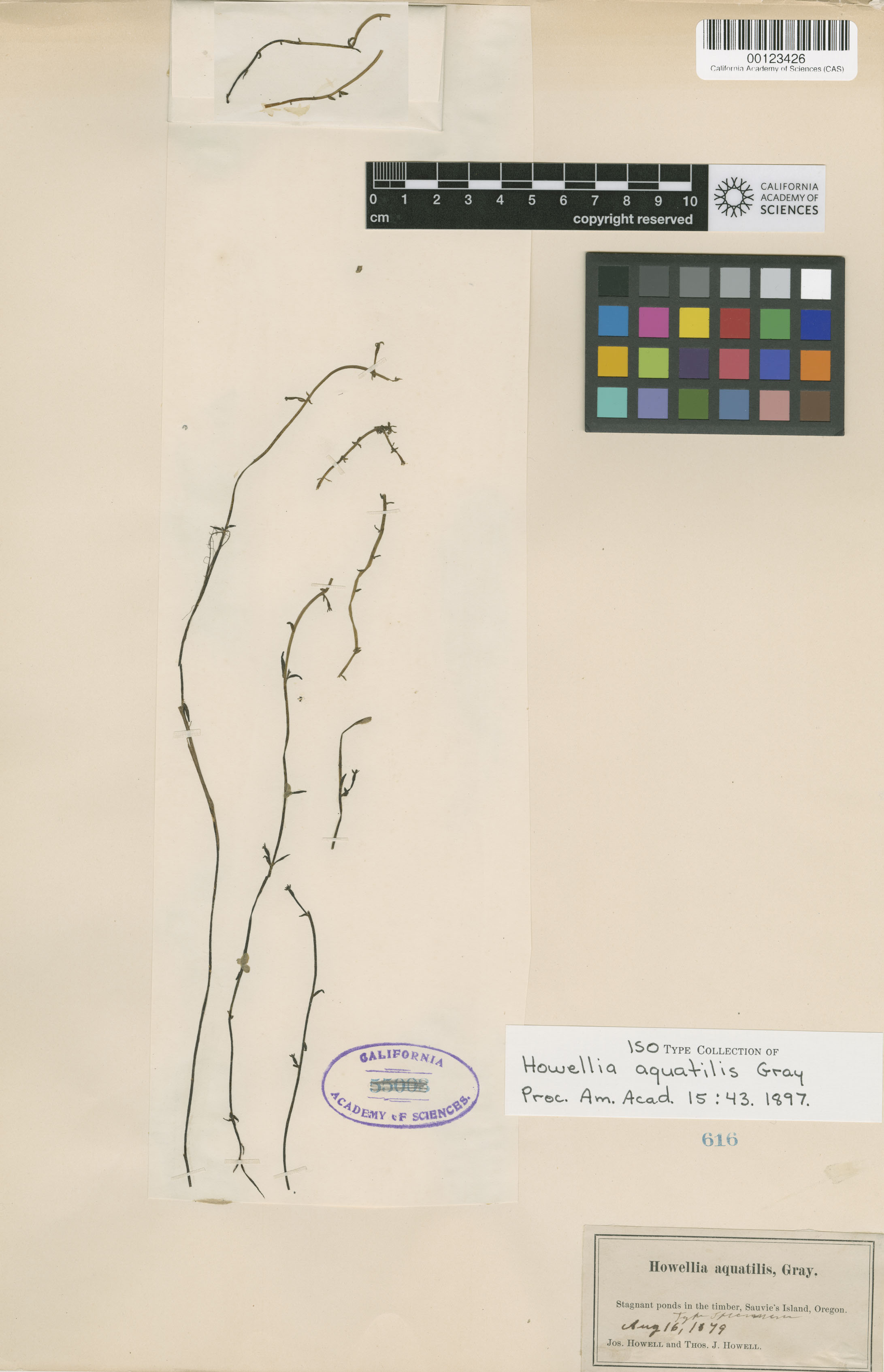 Howellia aquatilis image