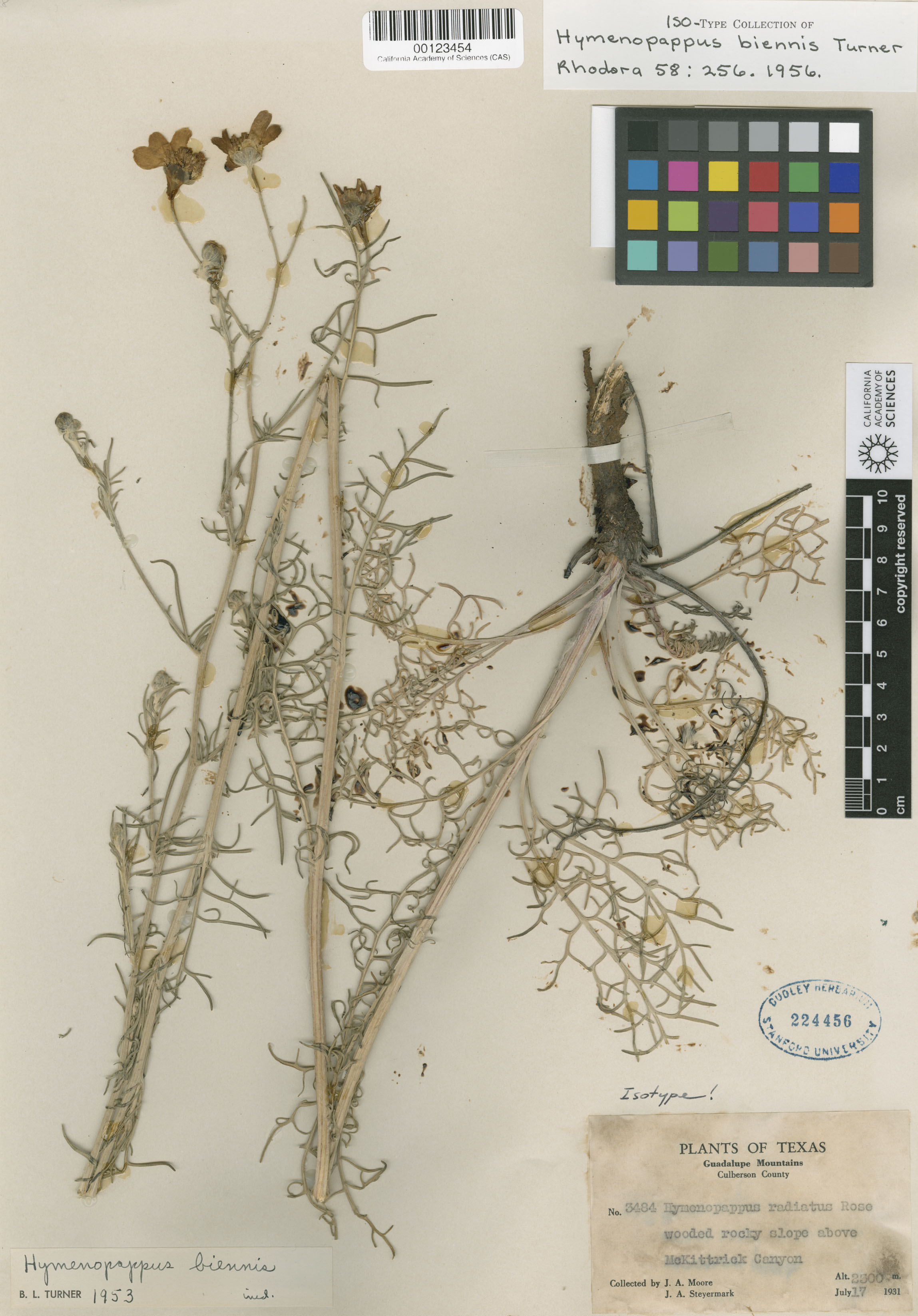 Hymenopappus biennis image