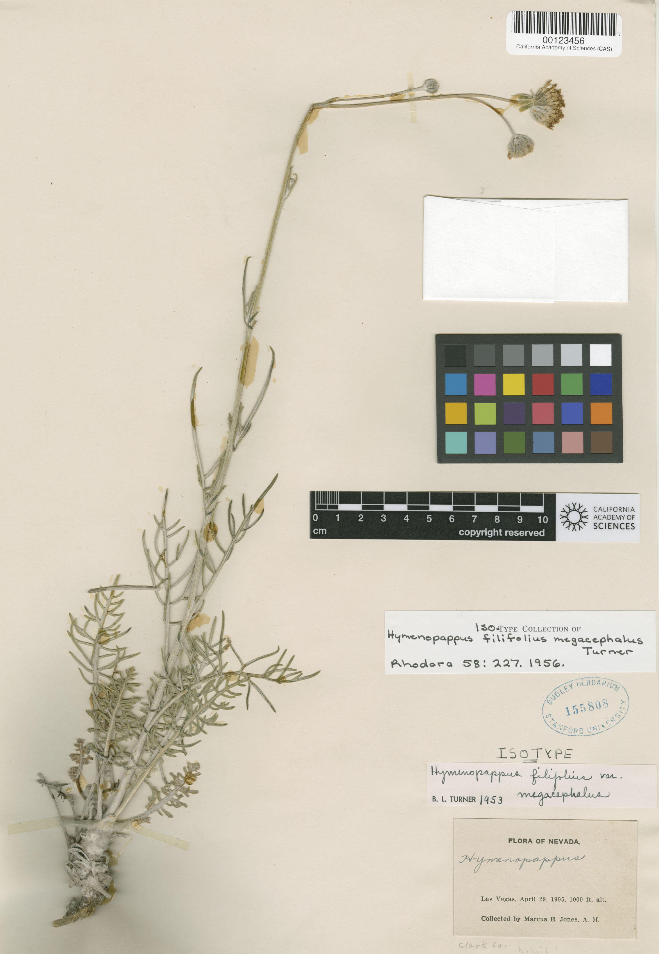 Hymenopappus filifolius image