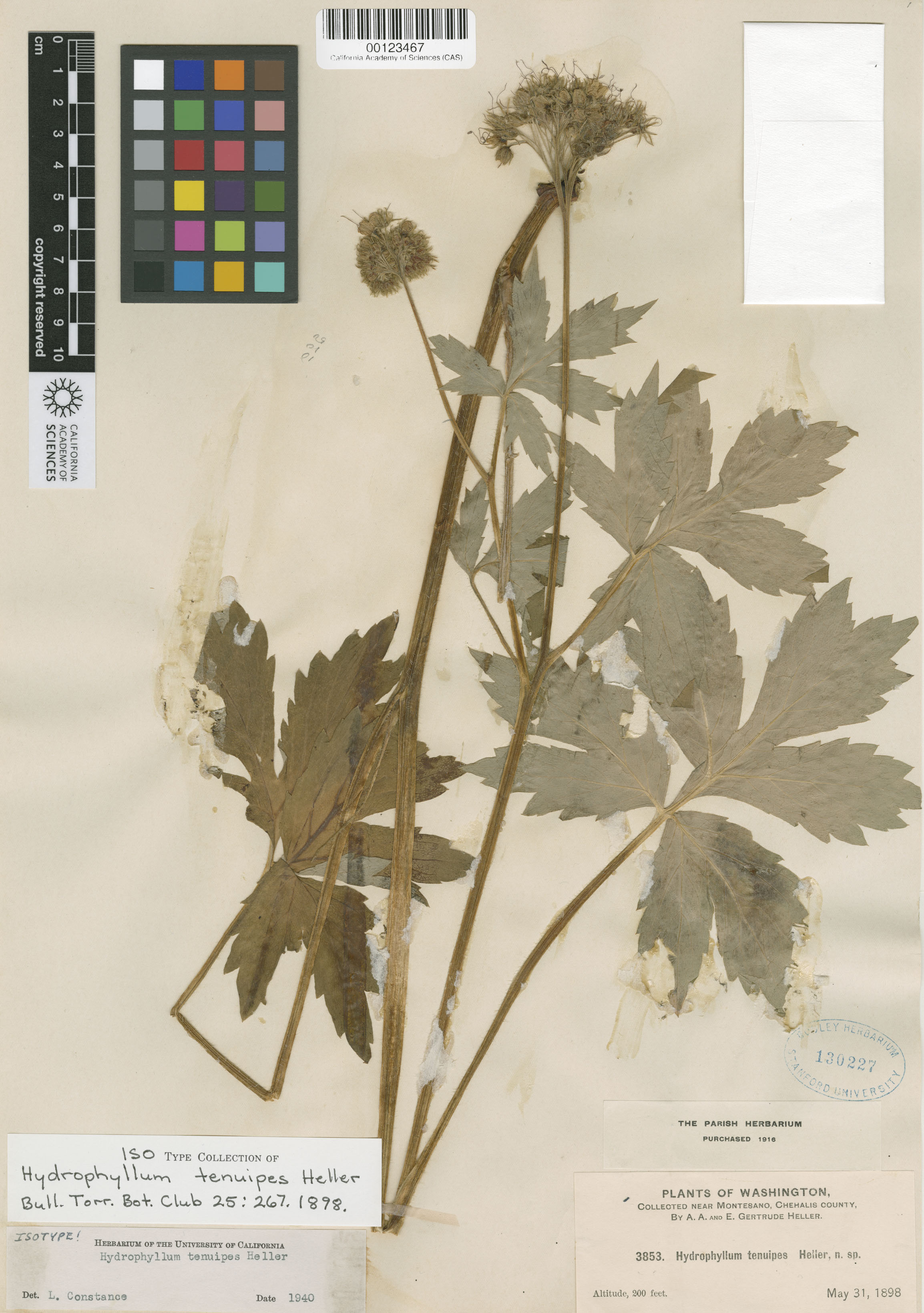 Hydrophyllum tenuipes image