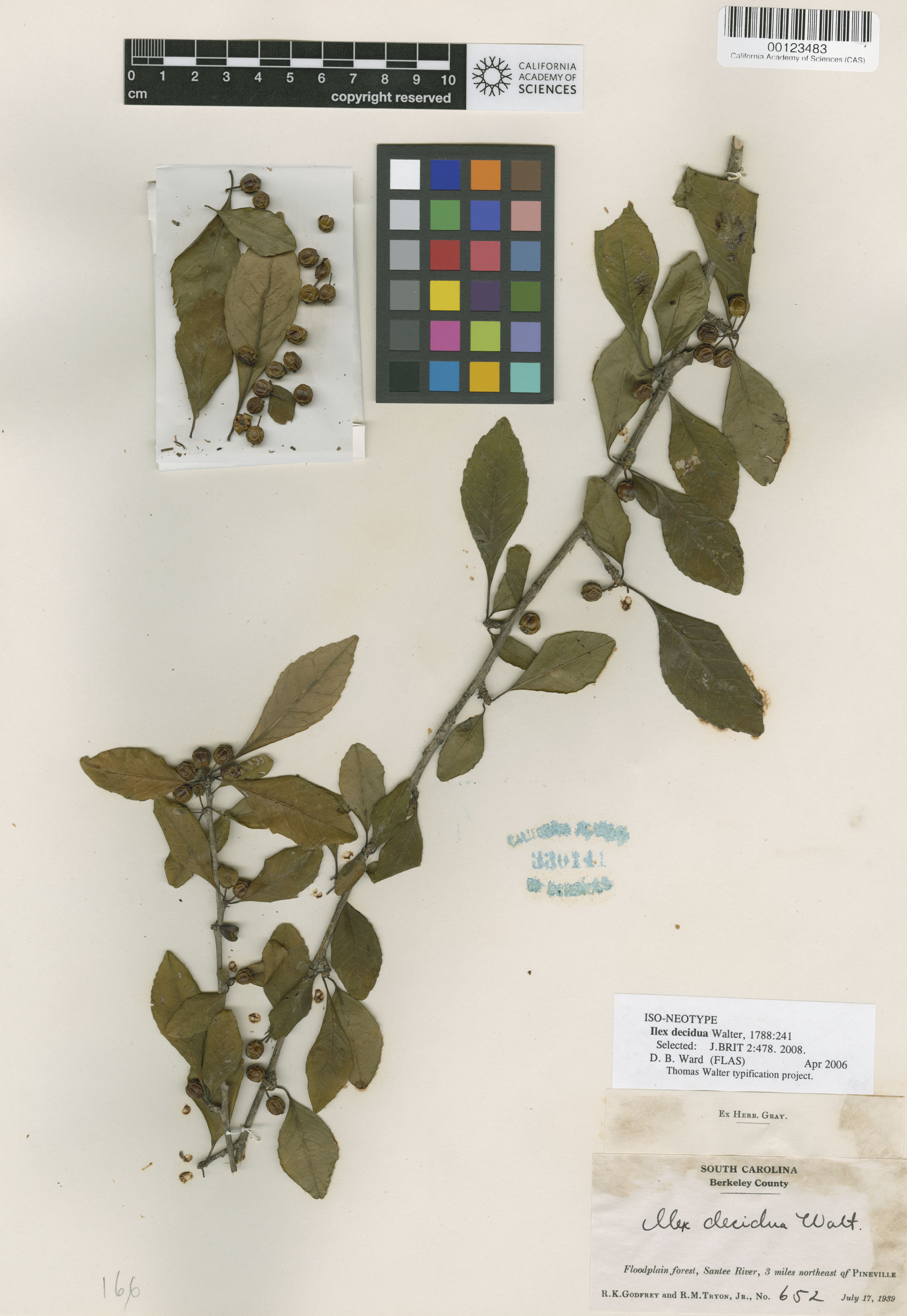 Ilex decidua image