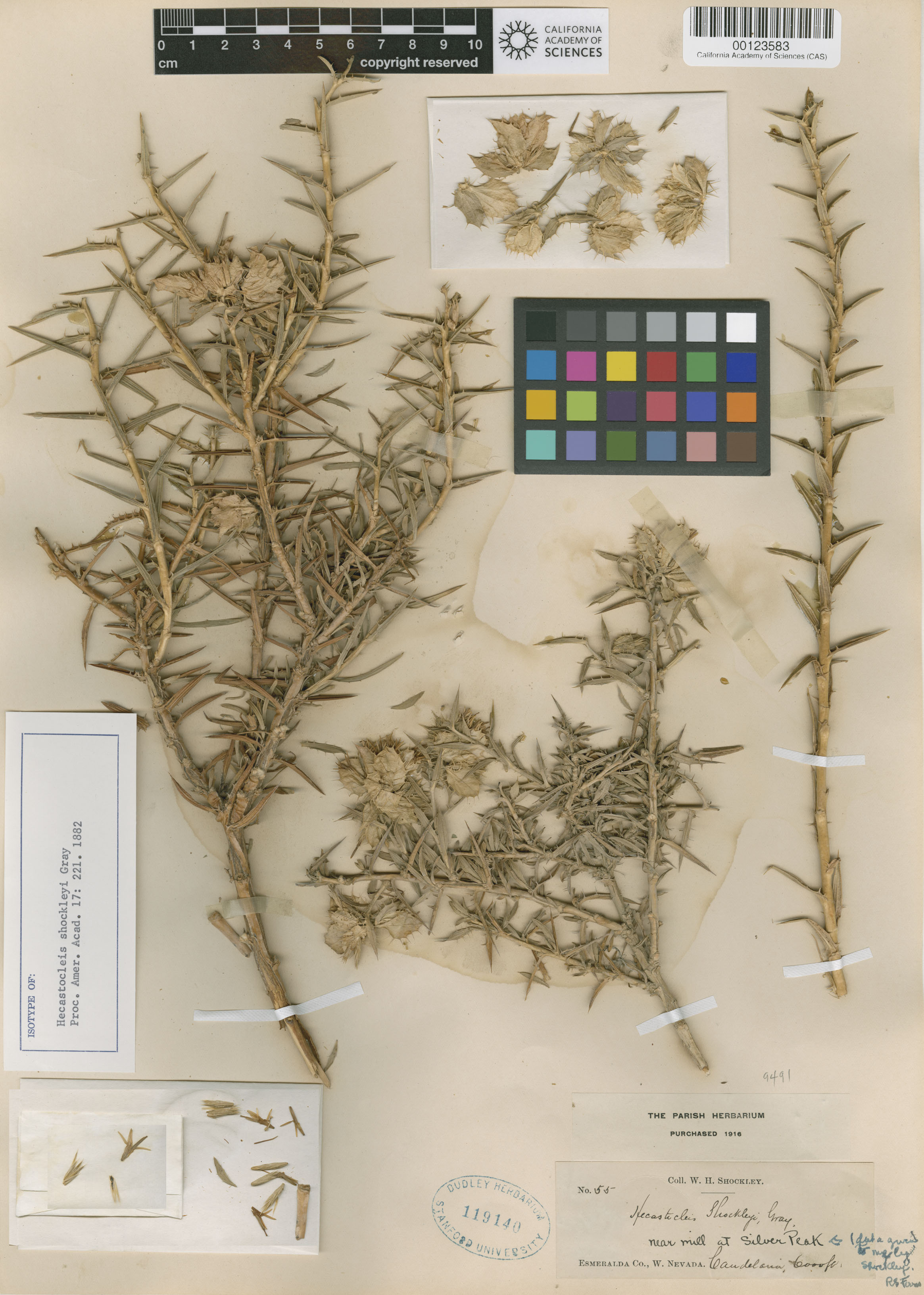 Hecastocleis shockleyi image